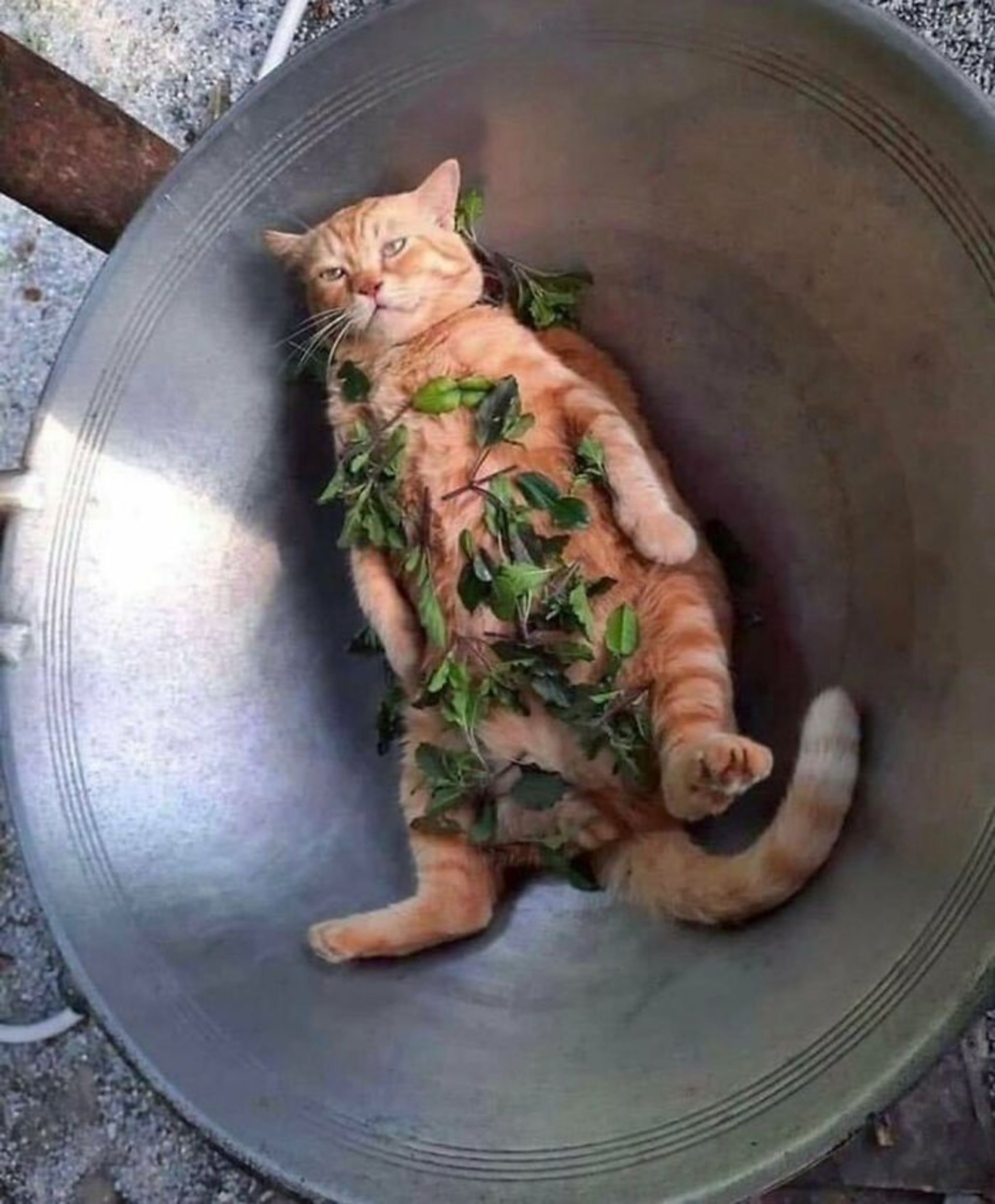 حیوانات بامزه