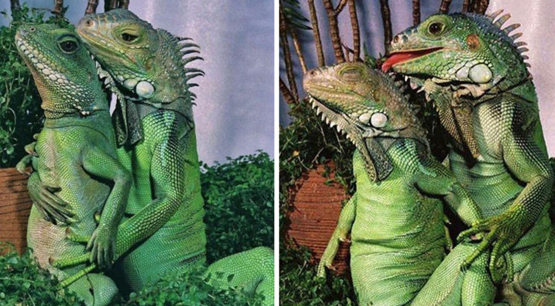 حیوانات بامزه