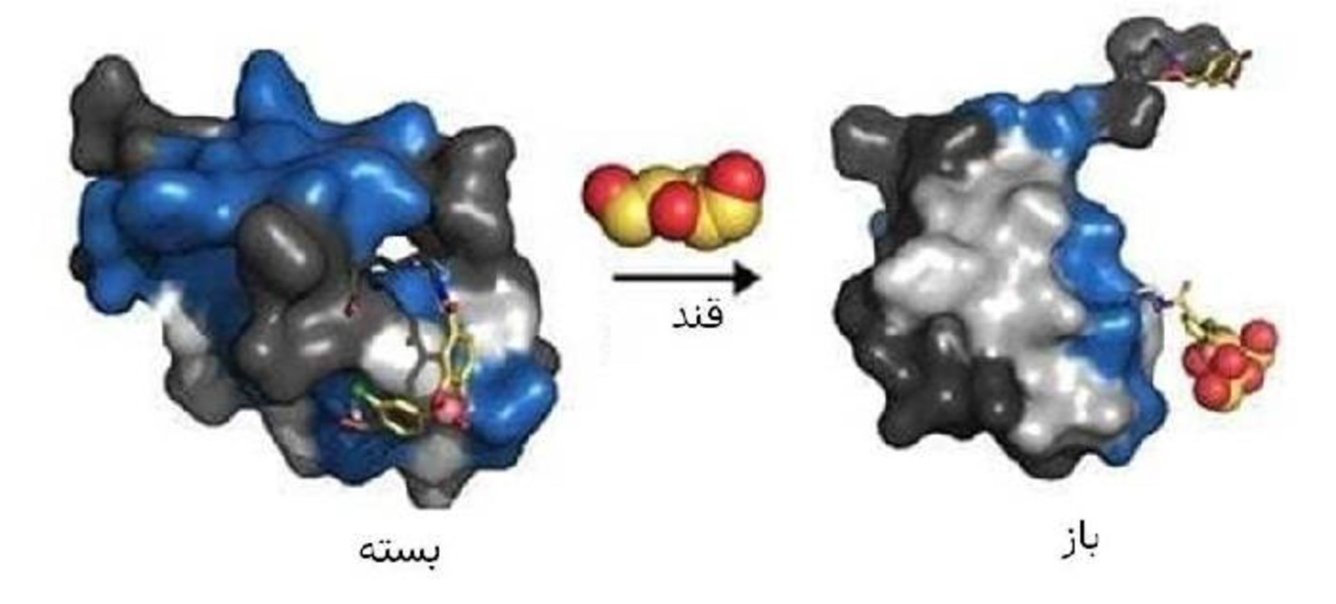تغییر ساختار انسولین