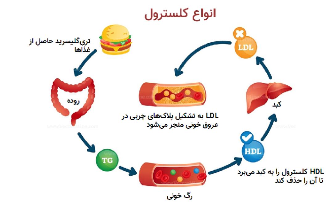 انواع کلسترول