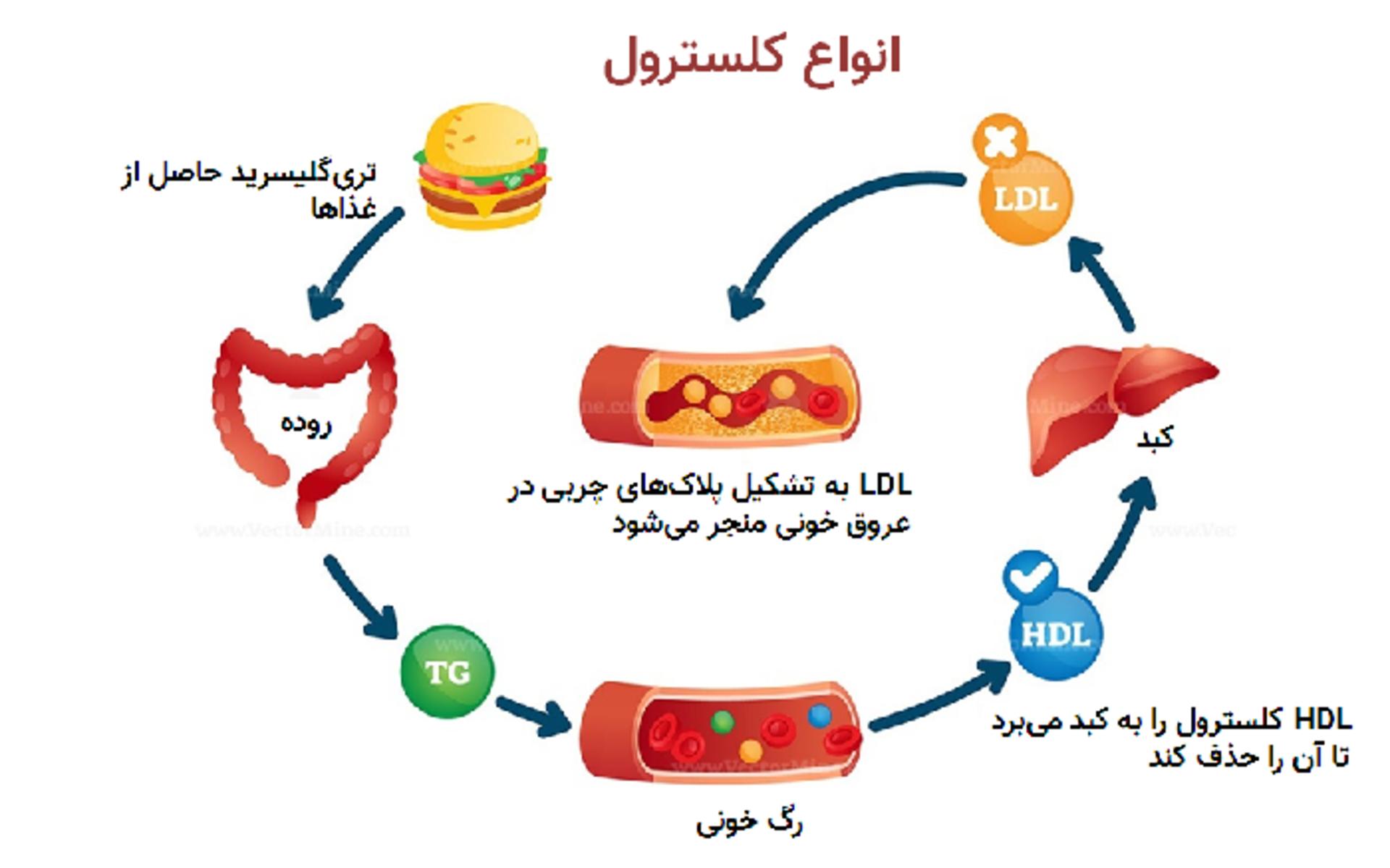 انواع کلسترول