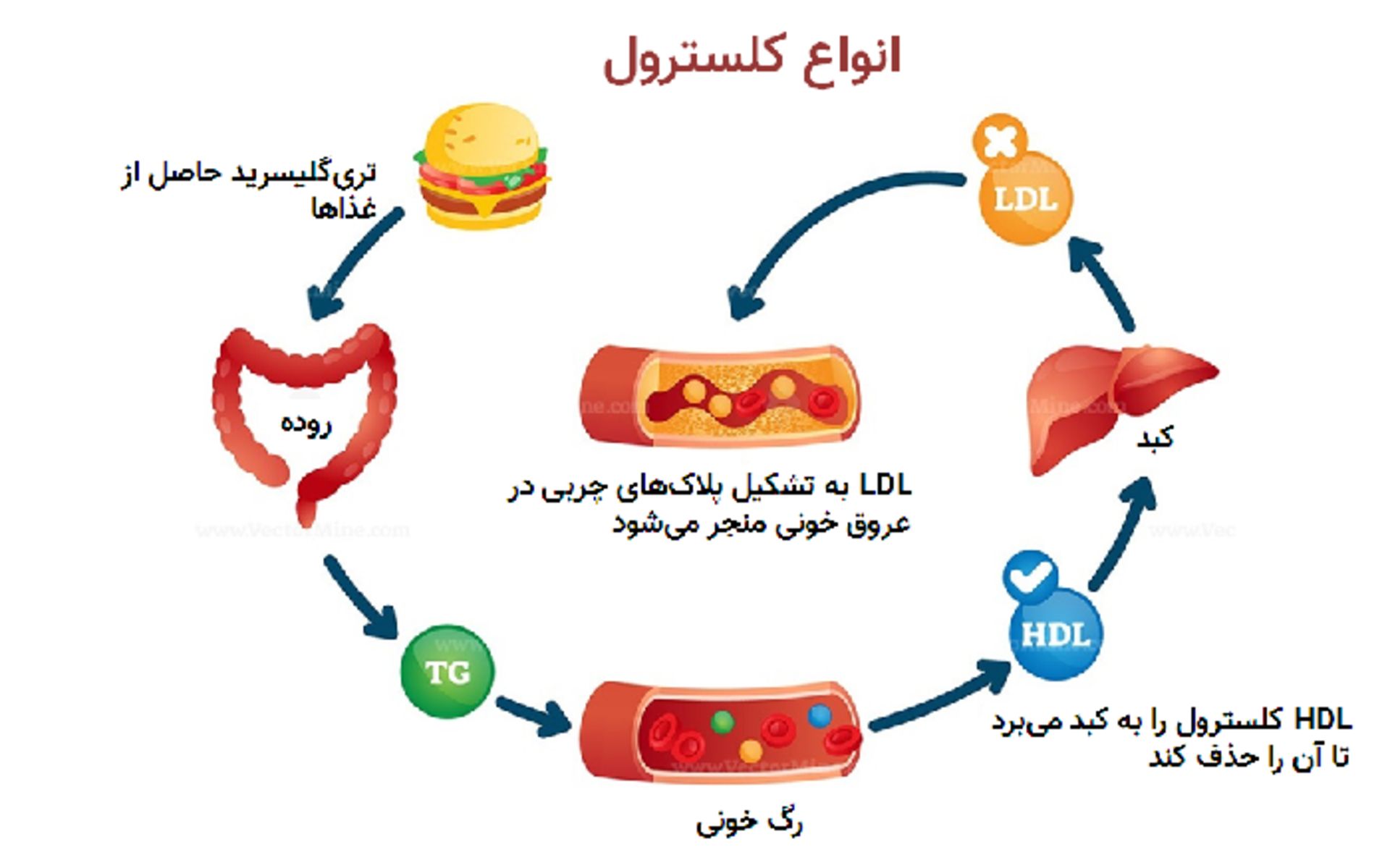 انواع کلسترول