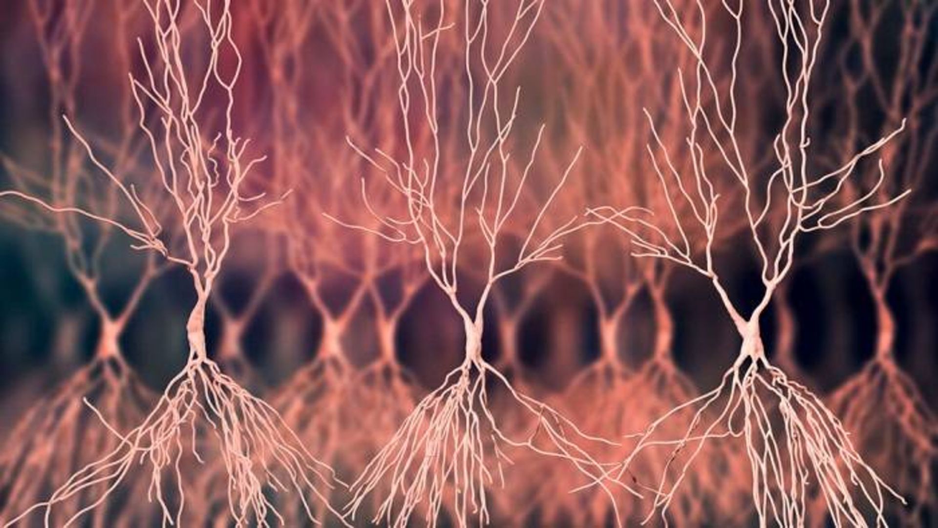 سلول های عصبی یا نورون ها