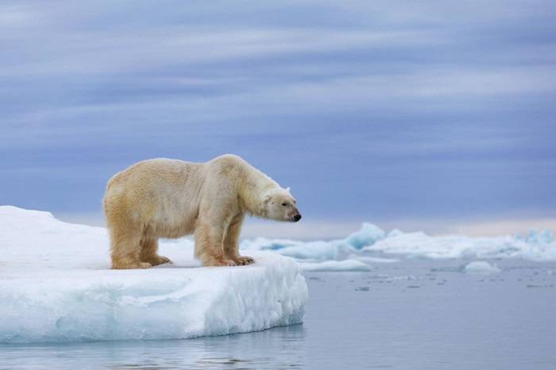 خرس قطبی در شمالگان و ذوب یخ ها