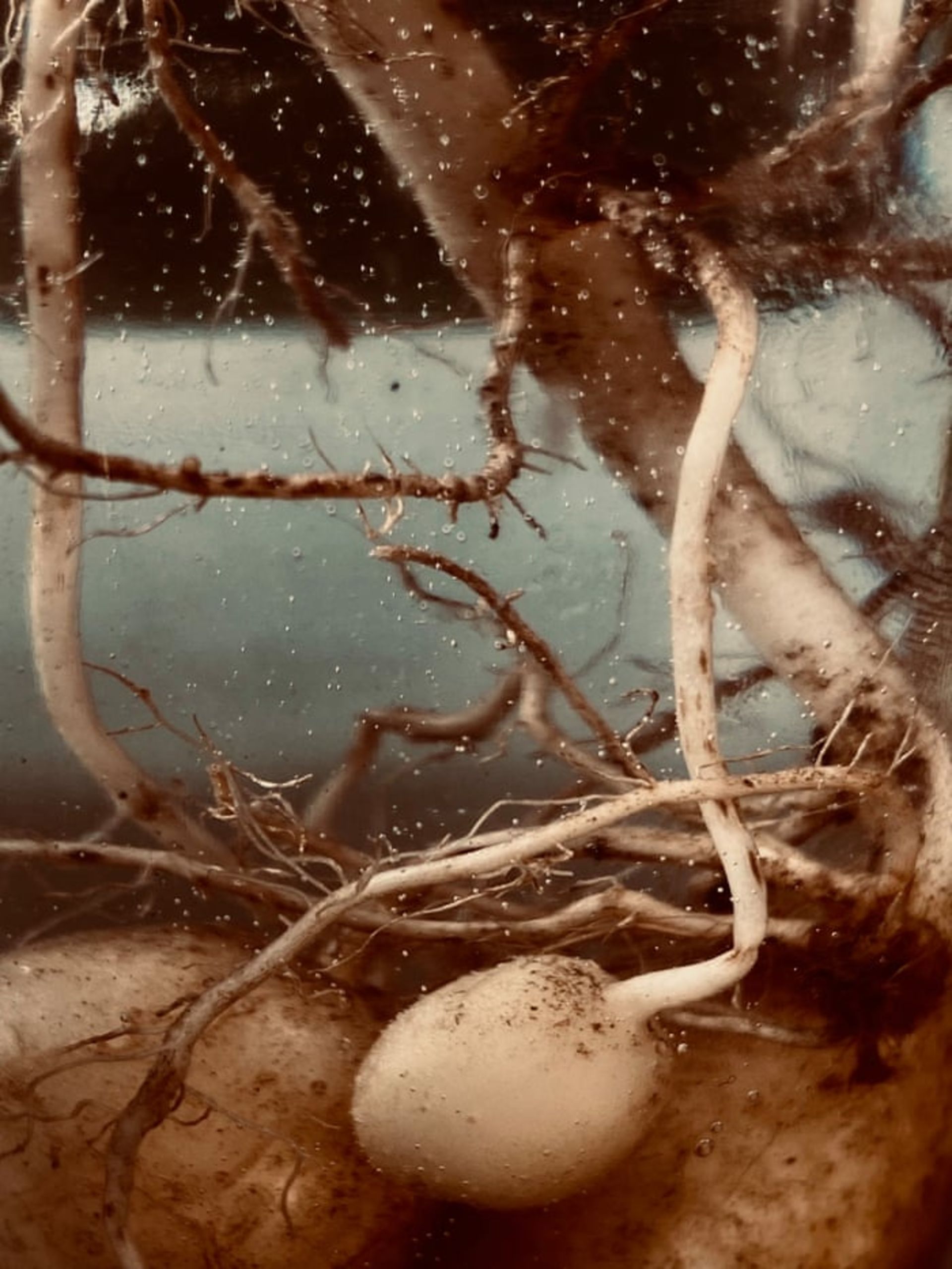 عکاسی با سوژه سیب‌زمینی ۲۰۲۱