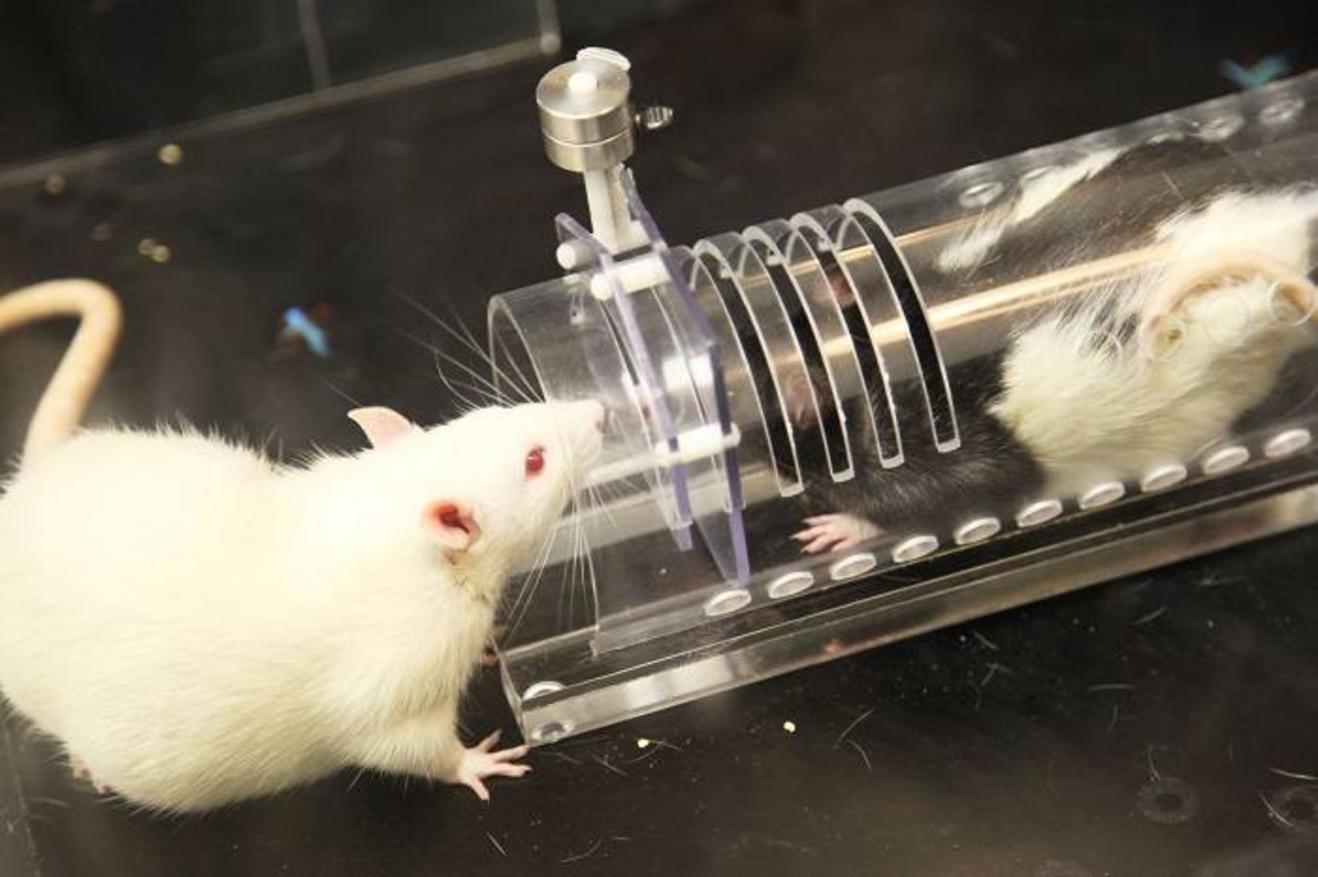 آزمایش بارتال درمورد همدلی موش ها
