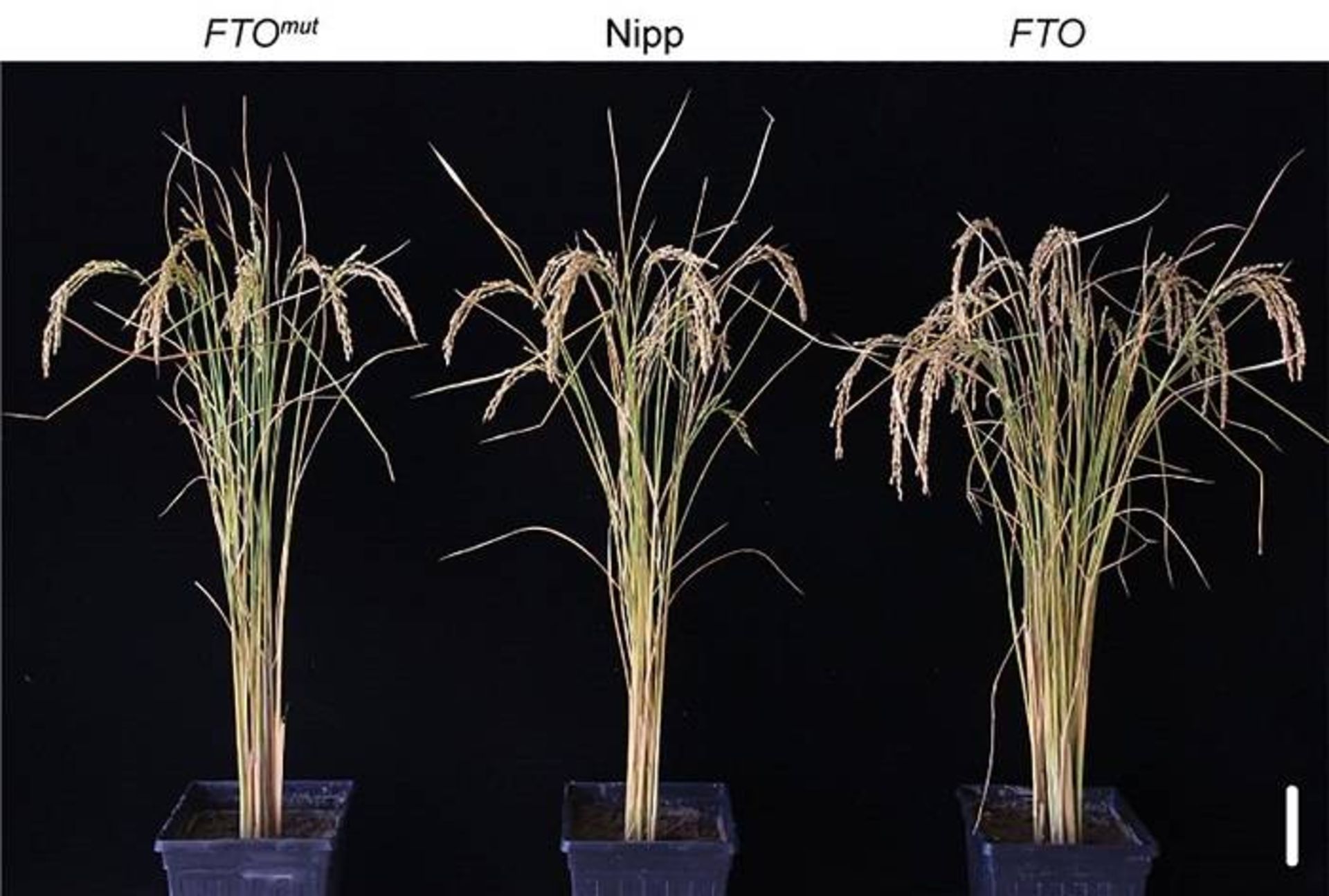 افزایش رشد و محصول برنج در آزمایش انتقال پروتئین انسانی