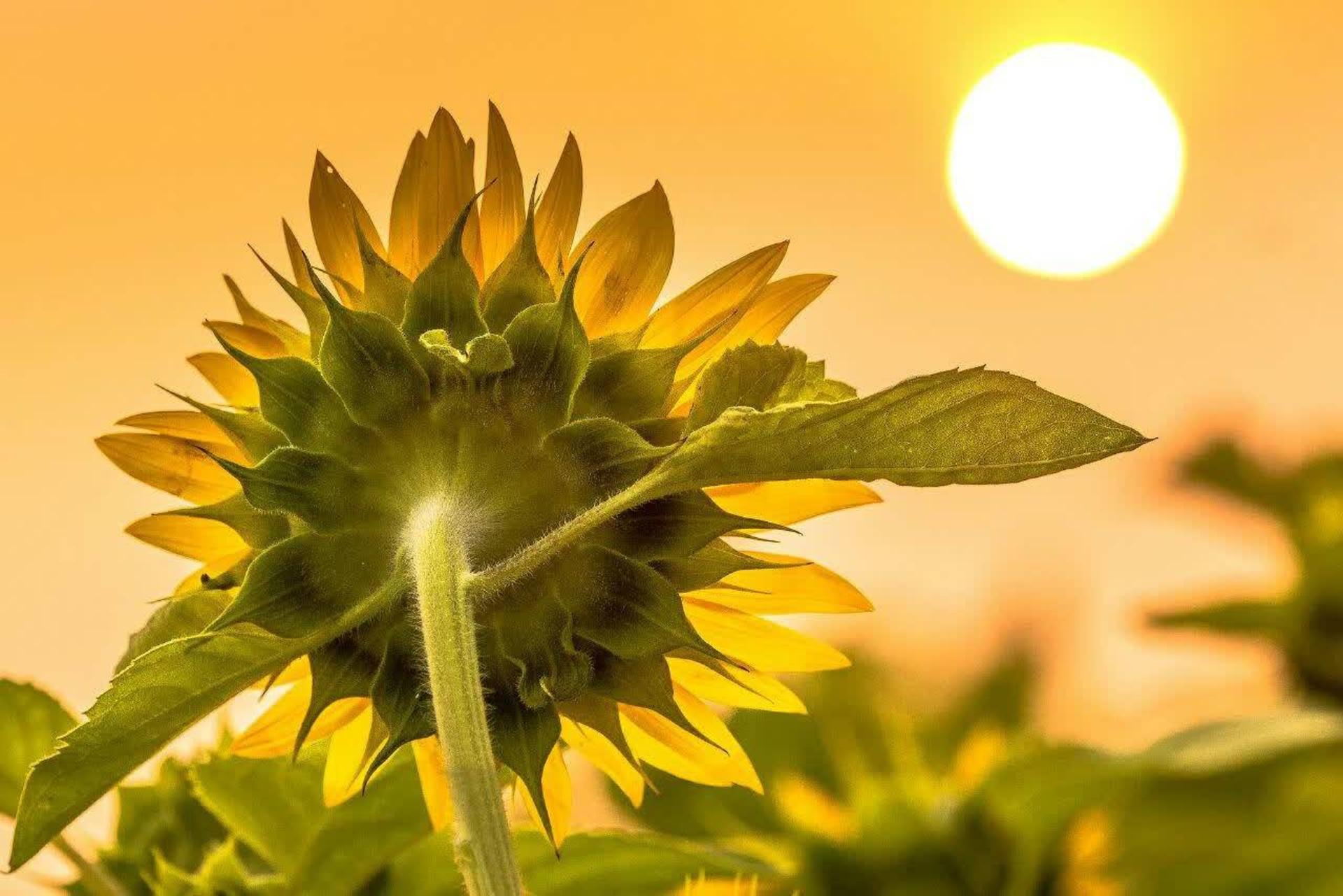 چرا آفتابگردان‌های بالغ رو به شرق قرار می‌گیرند