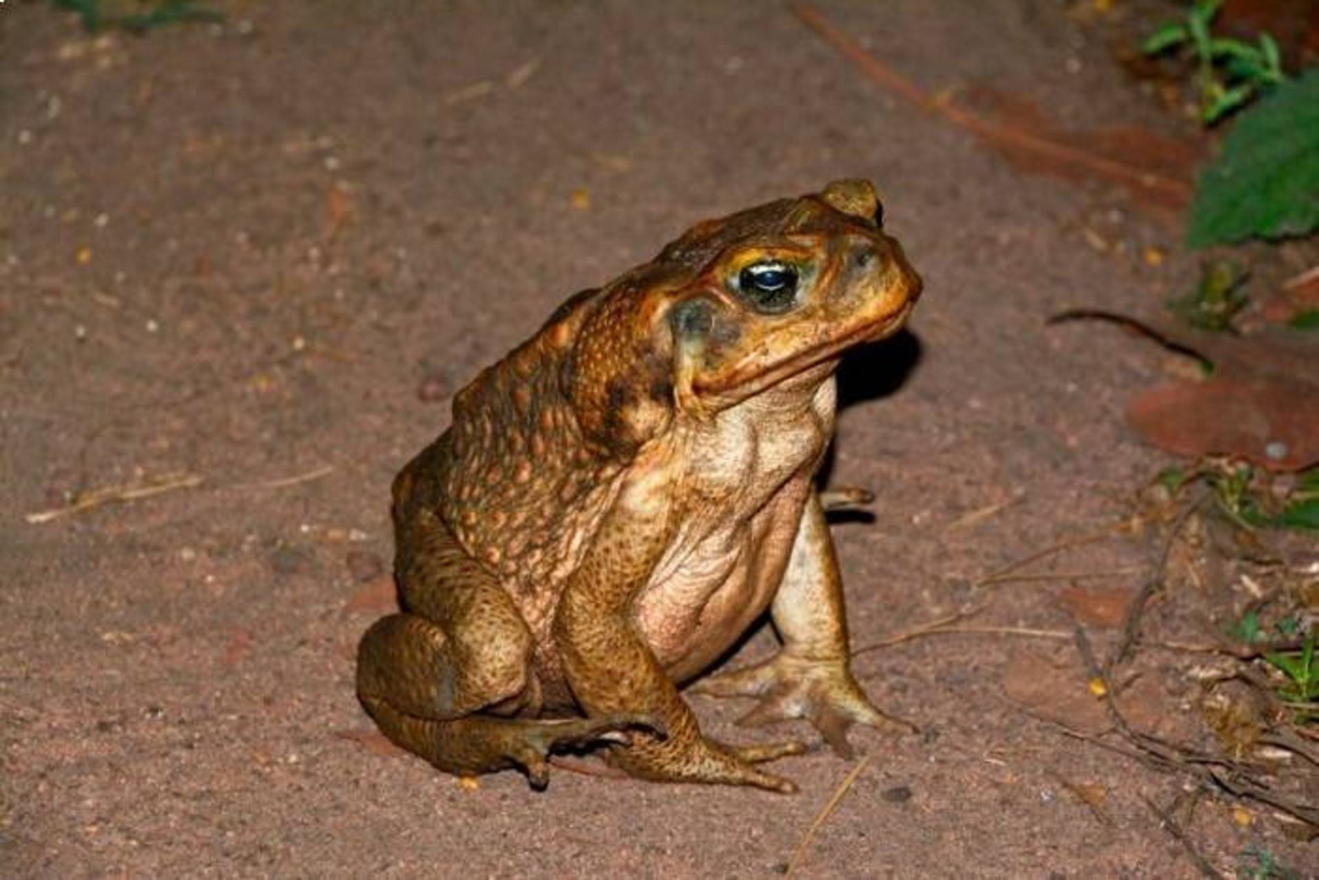 وزغ نیشکر هم نوع خوار / cane toad