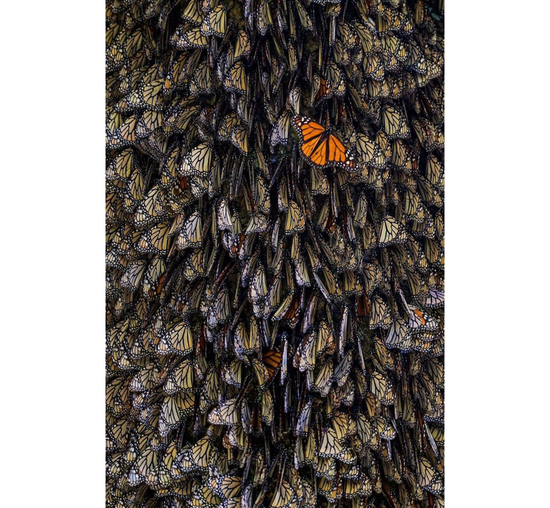 تصاویر برتر مسابقه عکاسی سفر نشنال جئوگرافیک