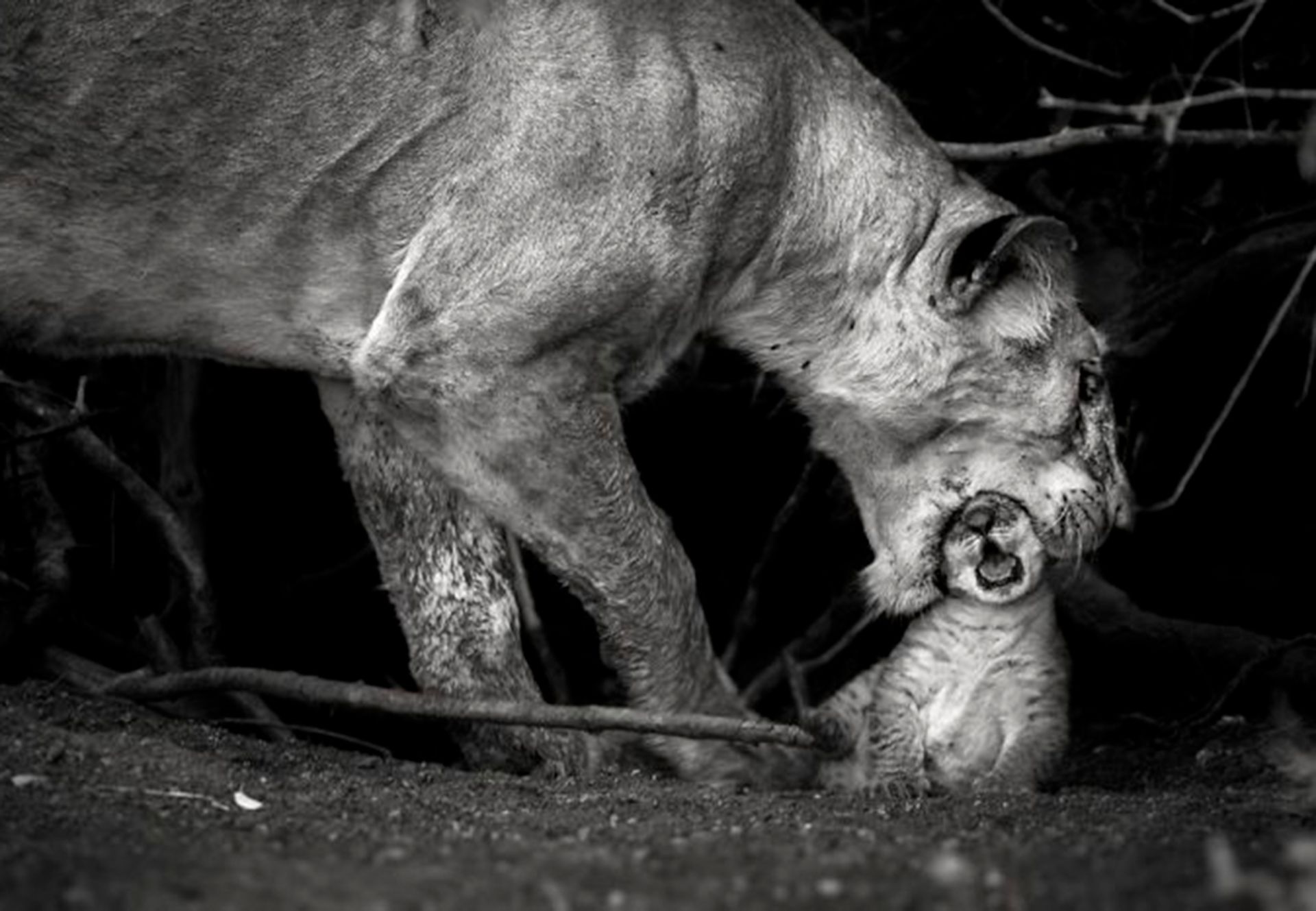 تصاویر برتر مسابقه عکاسی سفر نشنال جئوگرافیک