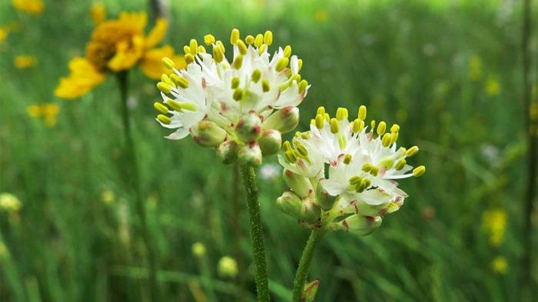 گیاه گوشت خوار Triantha occidentalis