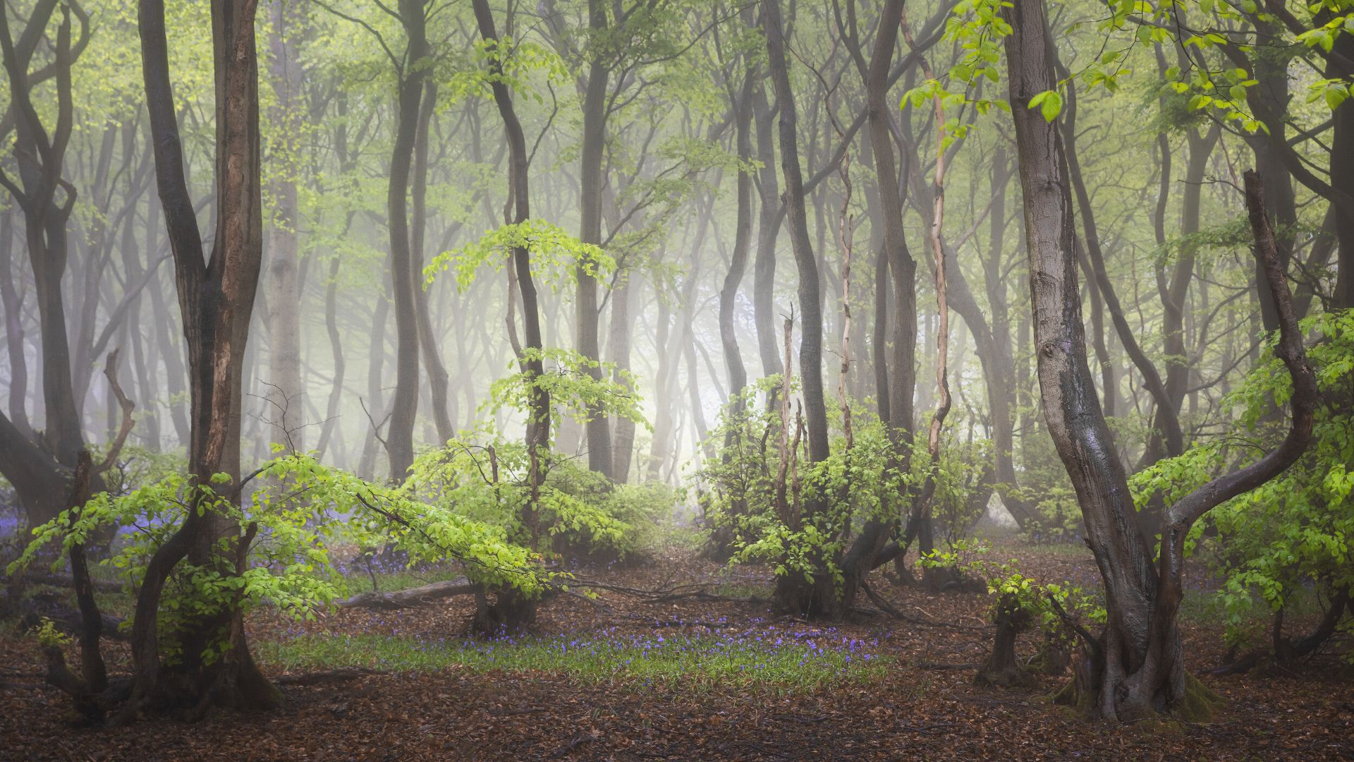 برندگان مسابقه عکاسان منظره جهانی ۲۰۲۱