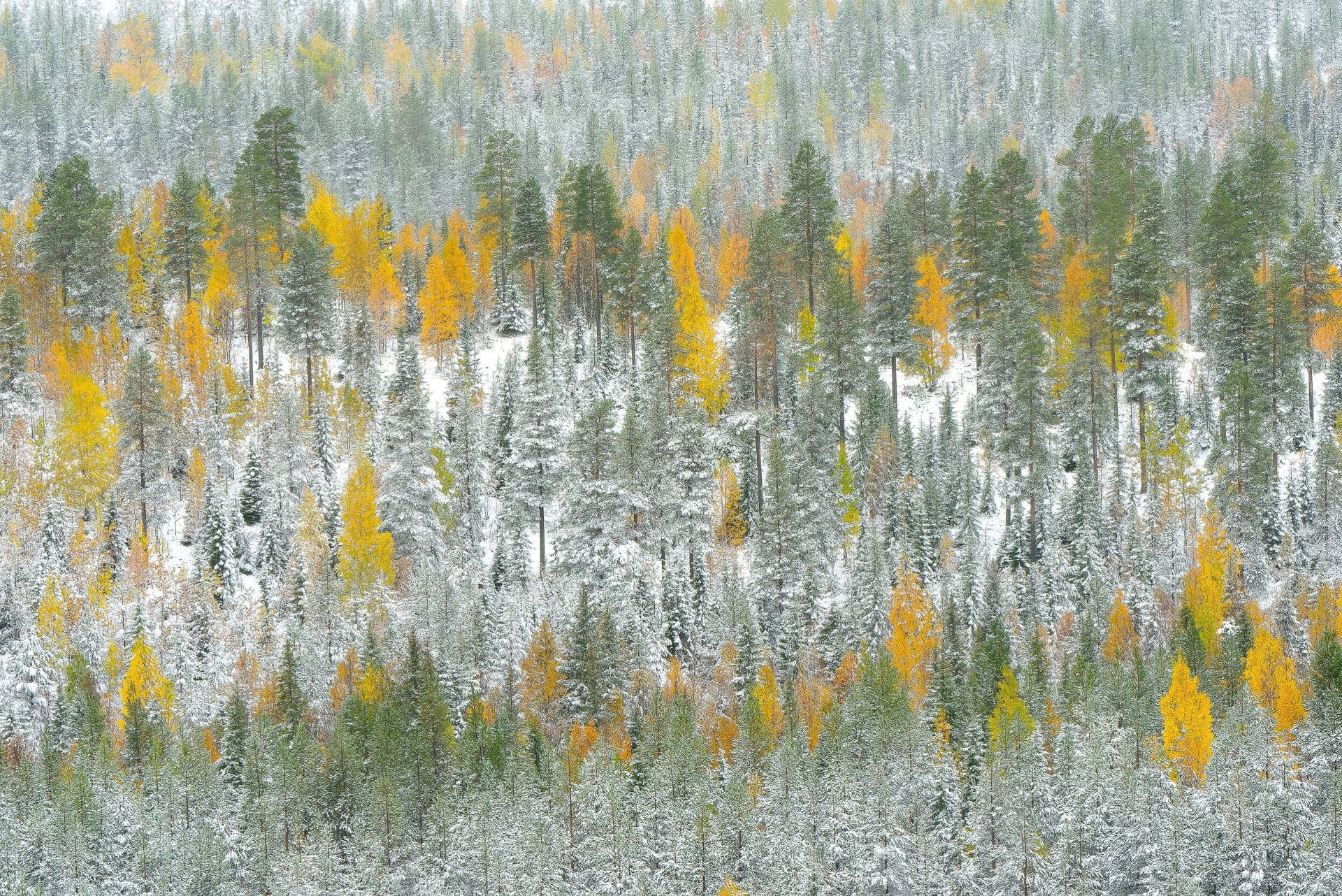 برندگان مسابقه عکاسان منظره جهانی ۲۰۲۱