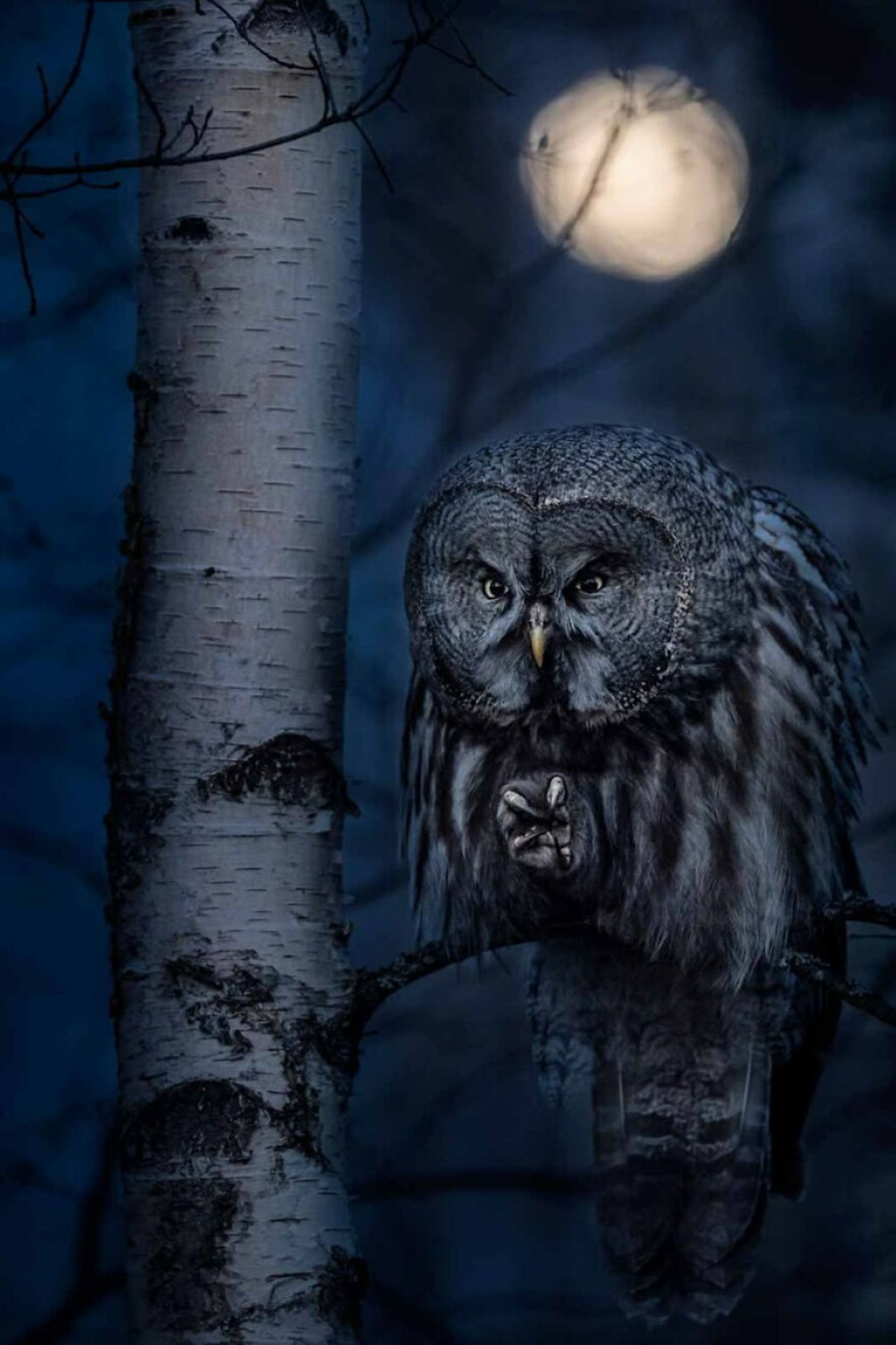 برندگان مسابقه عکاس سال پرندگان ۲۰۲۱