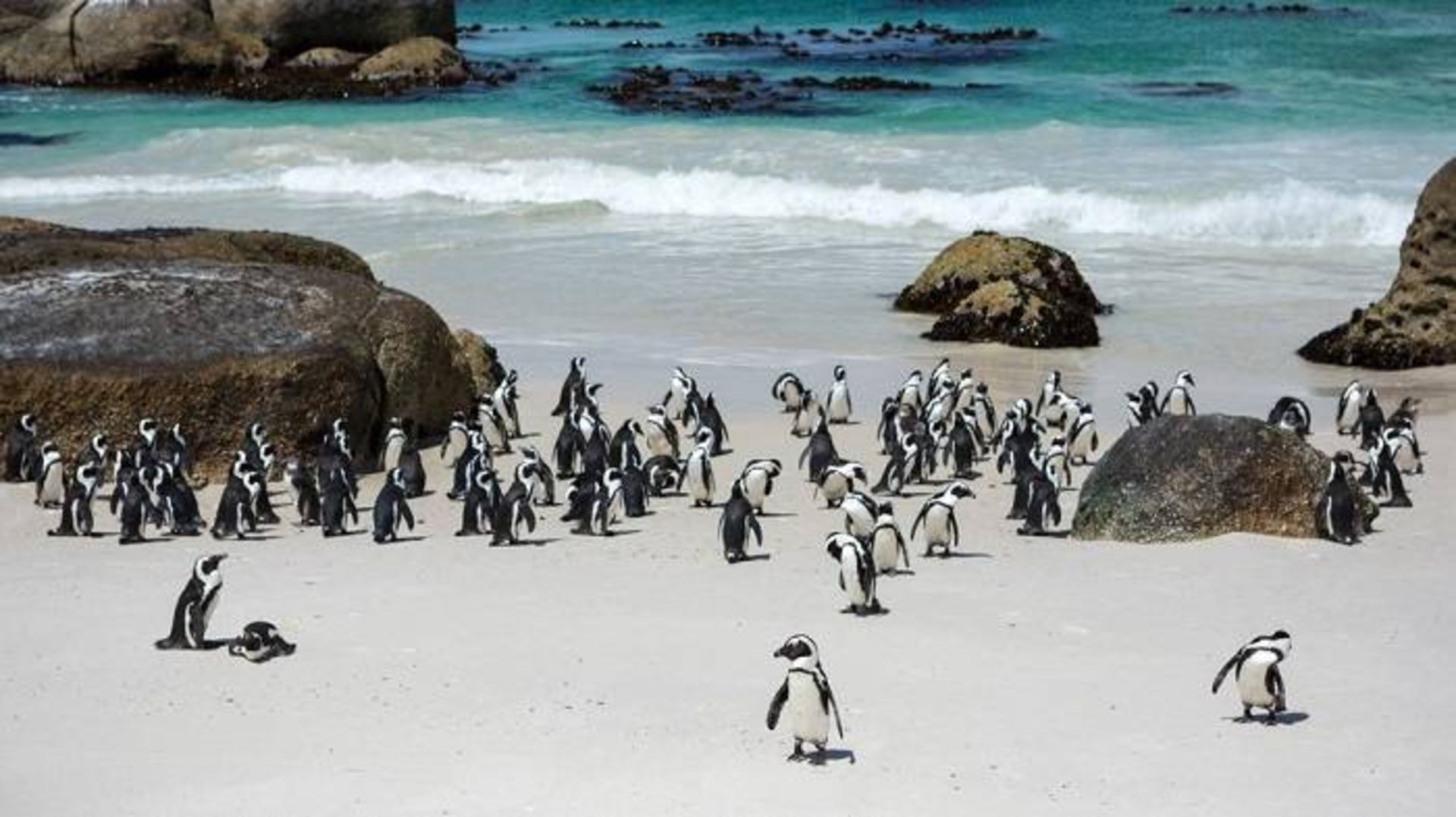 کلنی پنگوئن های آفریقایی 