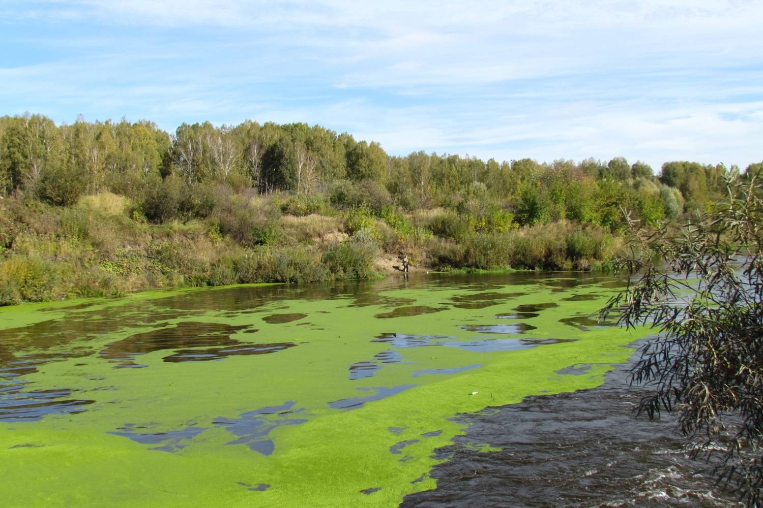 Зеленый водоем. Хламидомонада цветение воды. Эвтрофикация озера. Загрязнение синезелеными водорослями Волга. Заболоченность реки Волга.