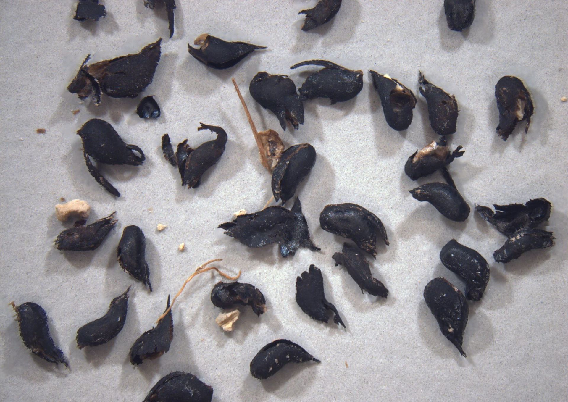 بذرهای باستانی گیاه شورابی