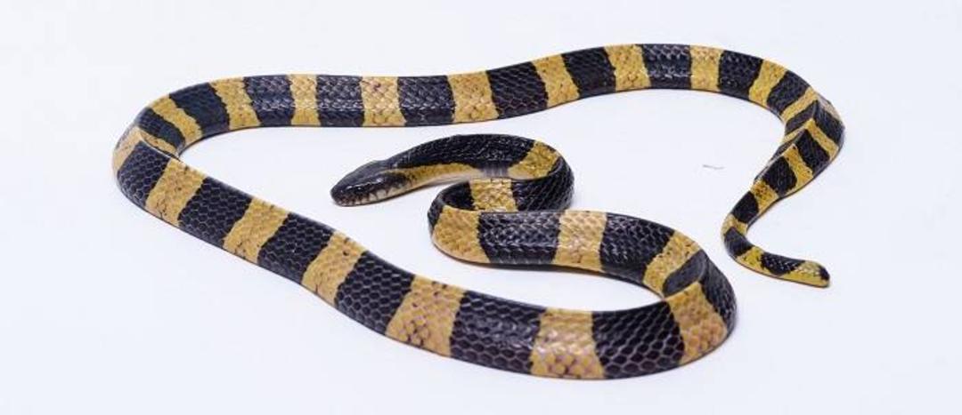 مار براق نواری / banded krait 