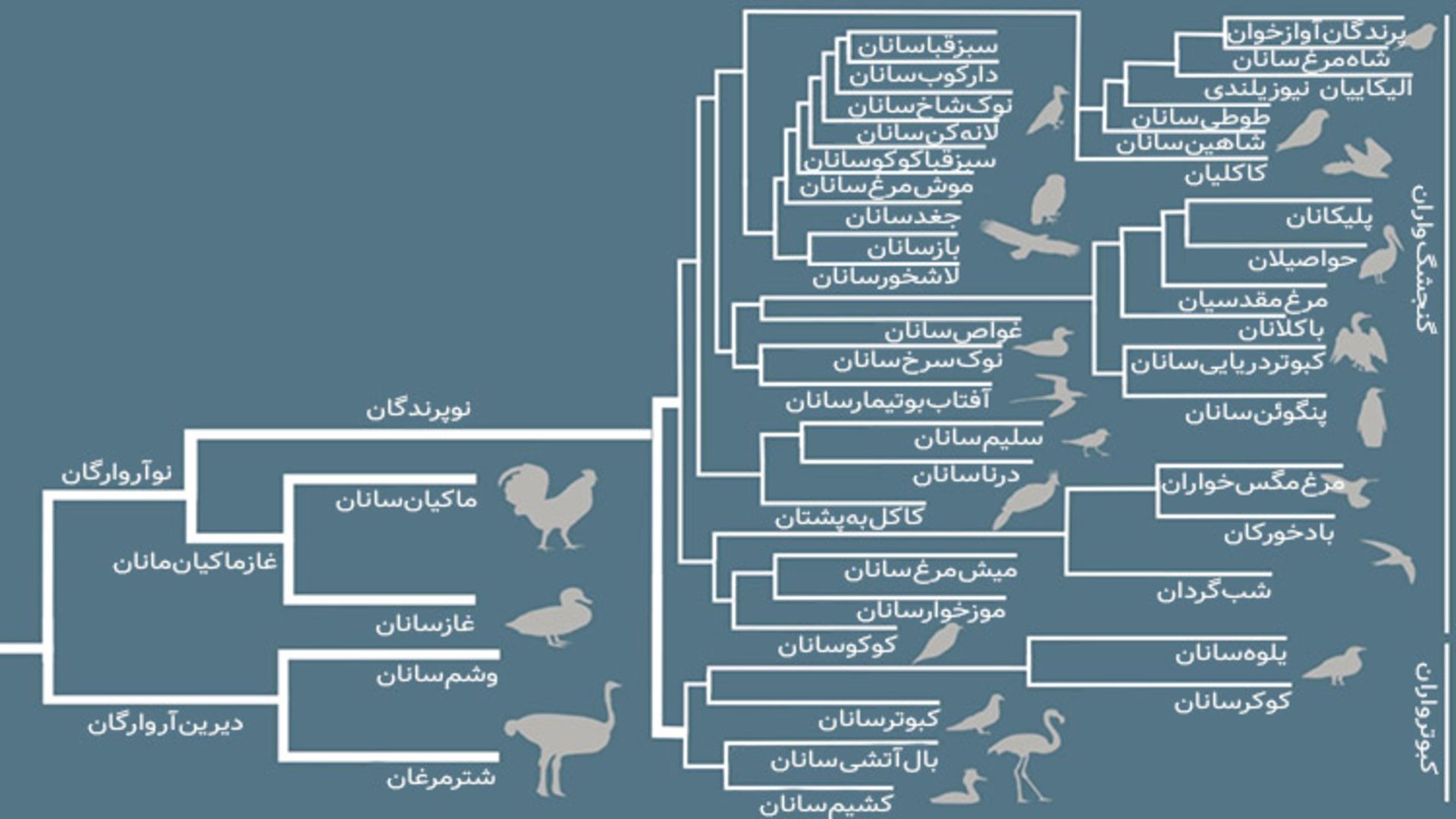 درخت تکاملی پرندگان