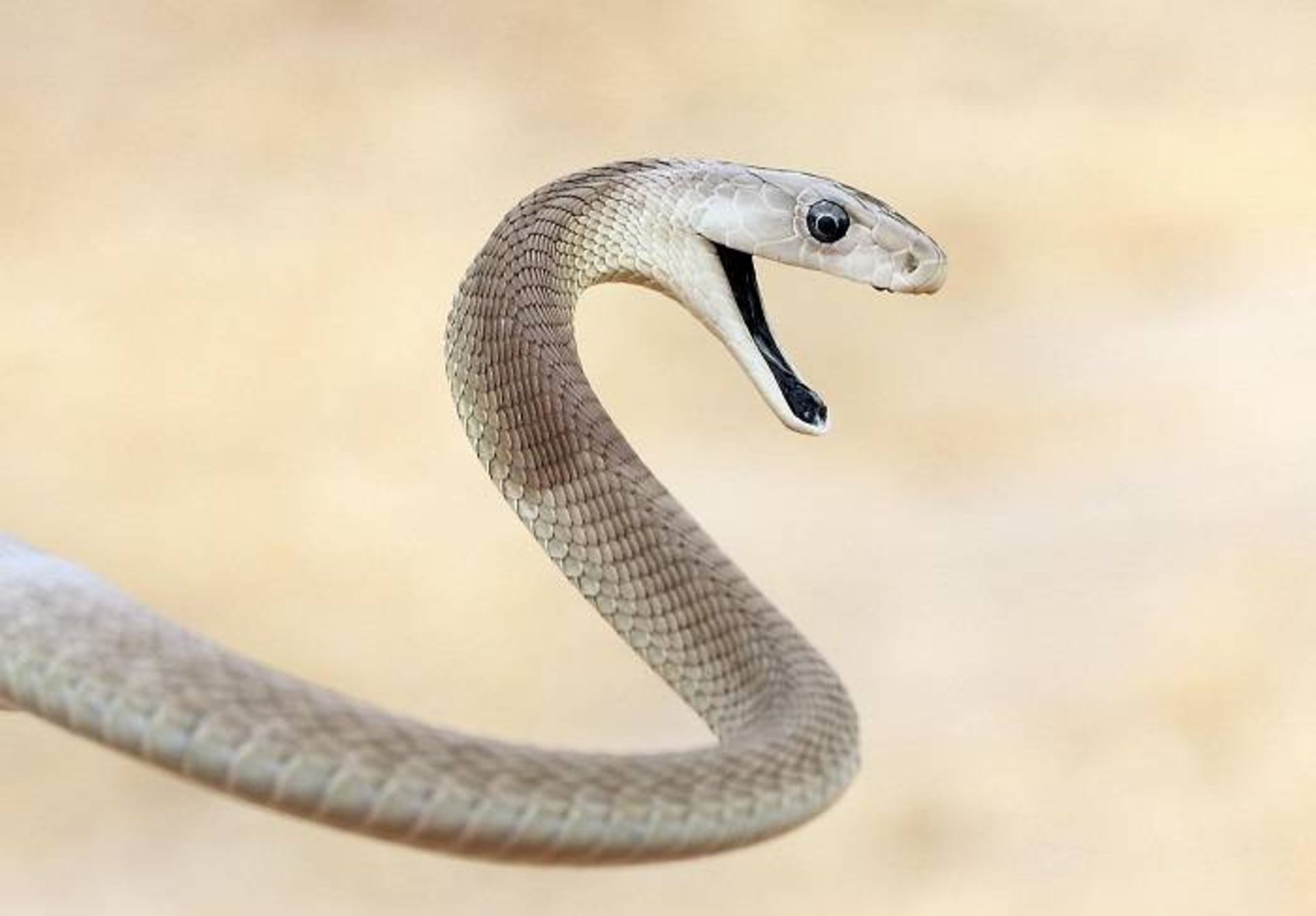 مامبای سیاه / Black mambas snake