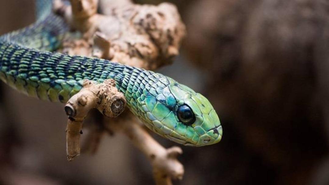 مار بومسلنگ  / Boomslang snake