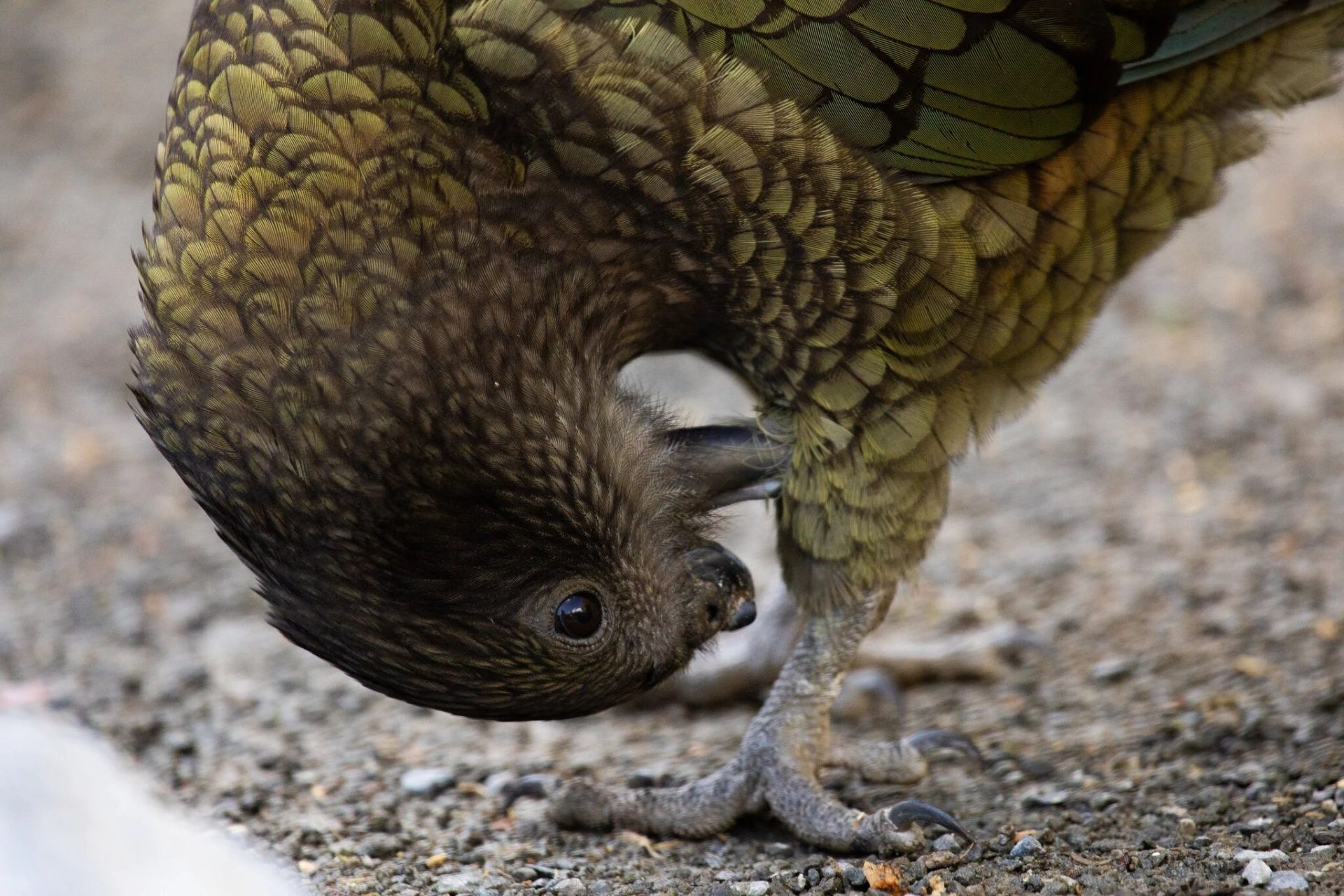 بروس طوطی معلولی که از ابزار استفاده می‌کند