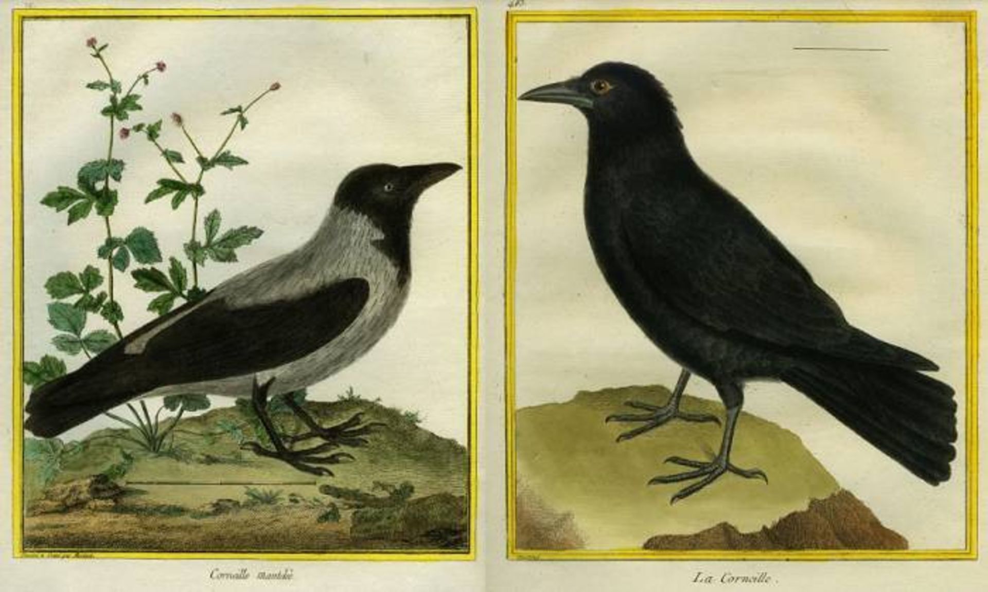 کلاغ / crow