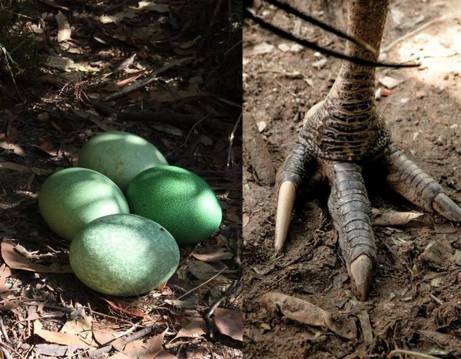 چنگال و تخم های کاسواری جنوبی