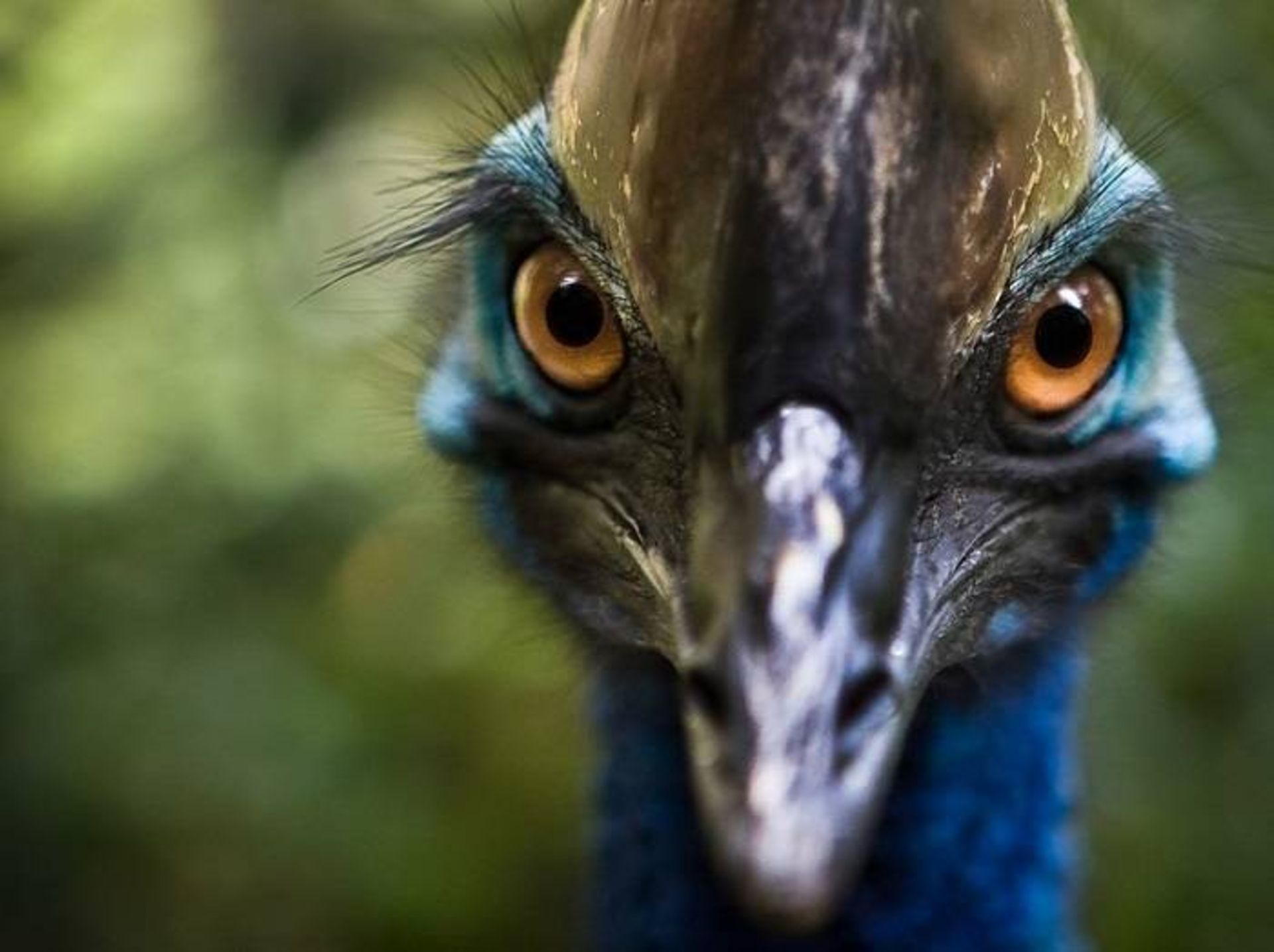 کاسواری / cassowary