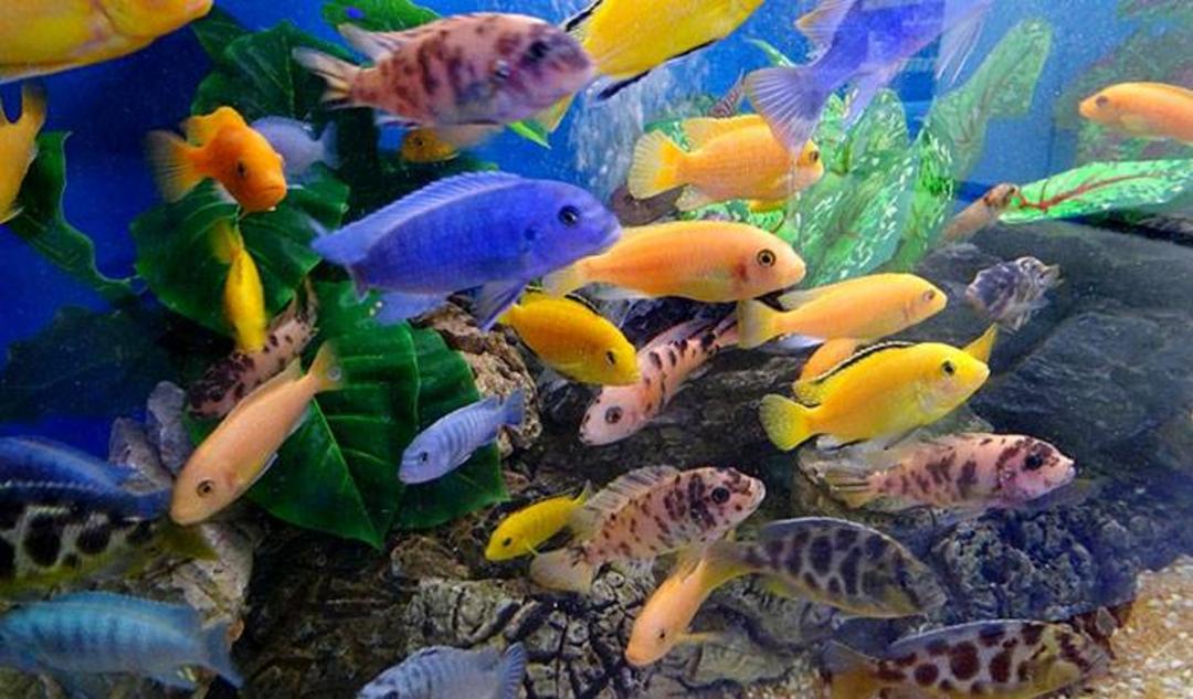 سیکلید نوعی ماهی / cichlids