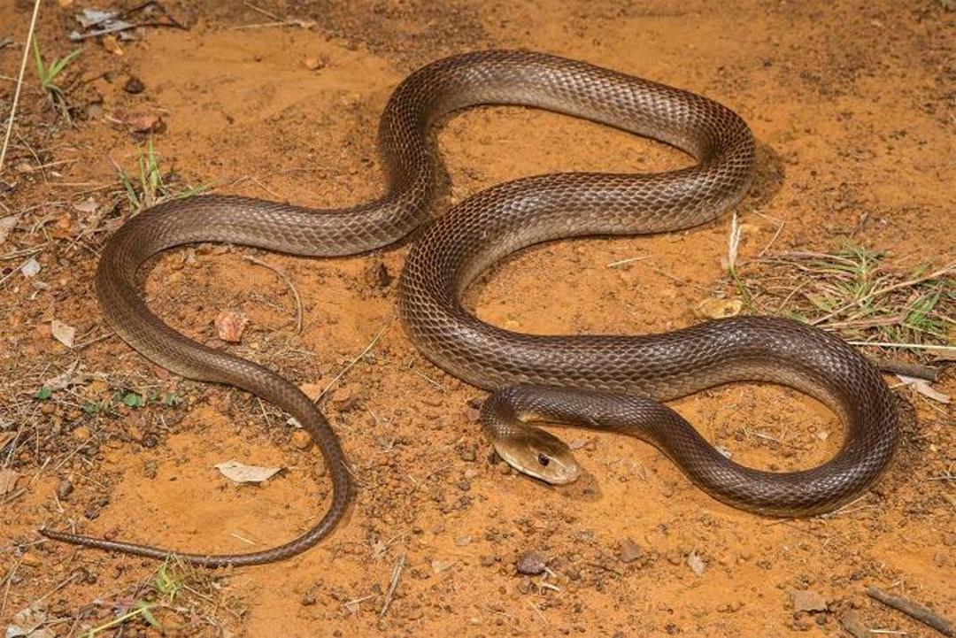تایپان ساحلی / Coastal taipan