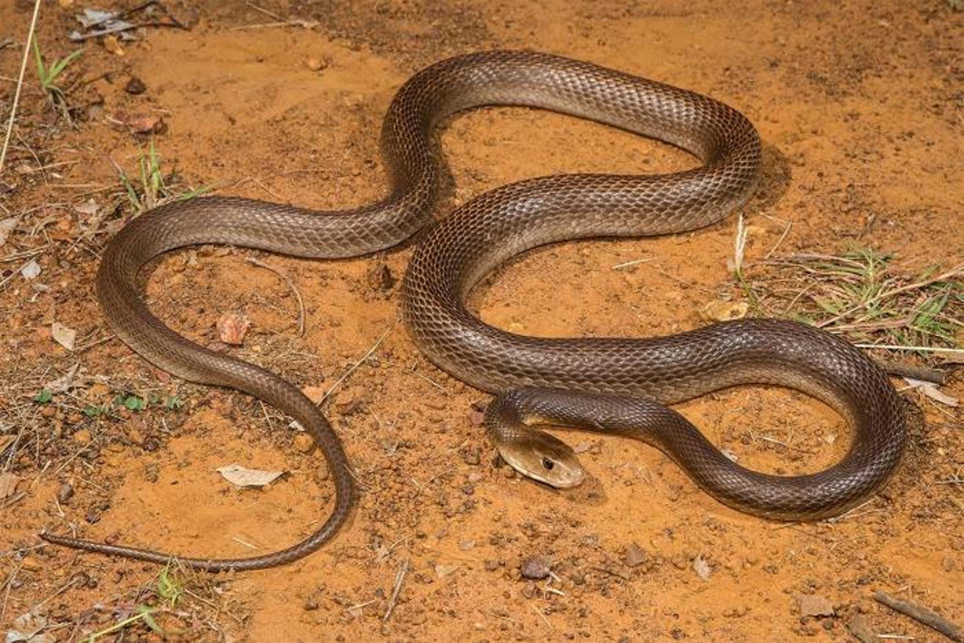 تایپان ساحلی / Coastal taipan