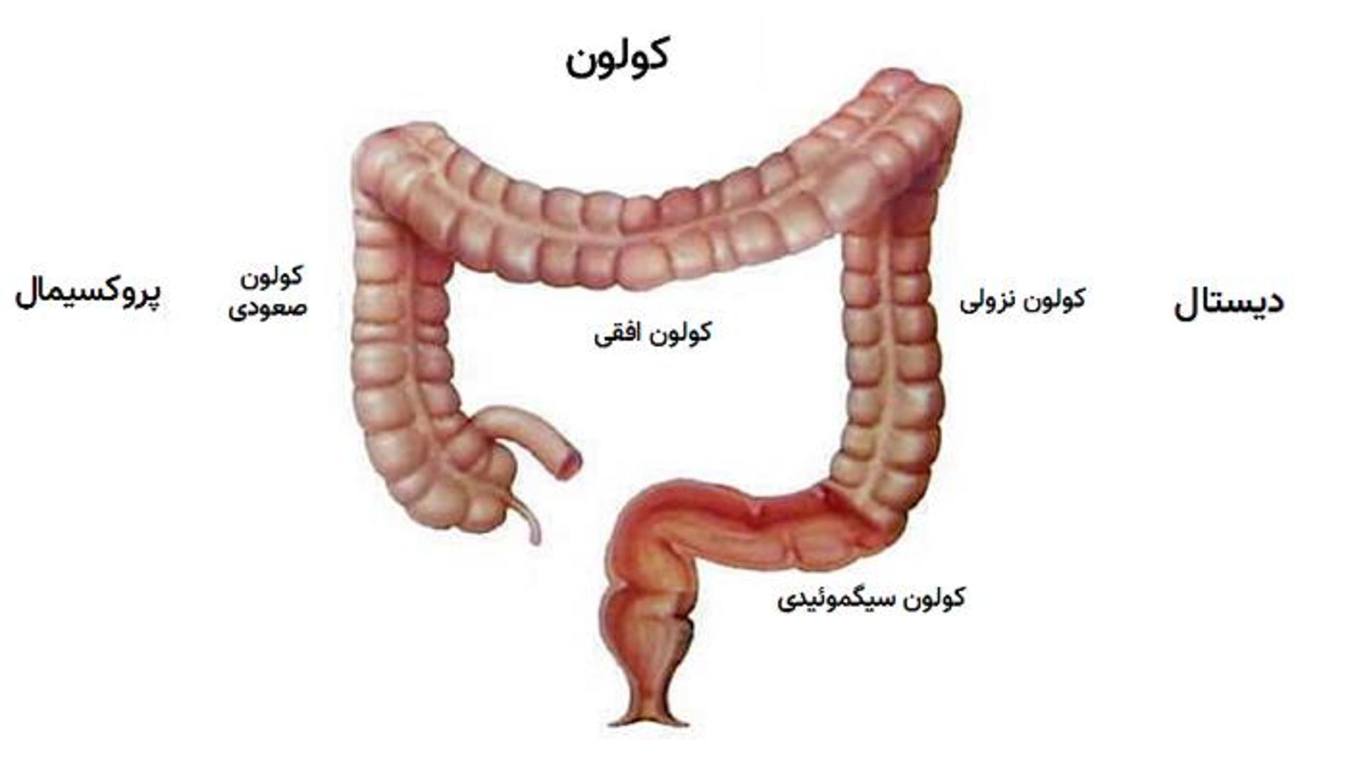 قسمت های مختلف کولون یا روده بزرگ