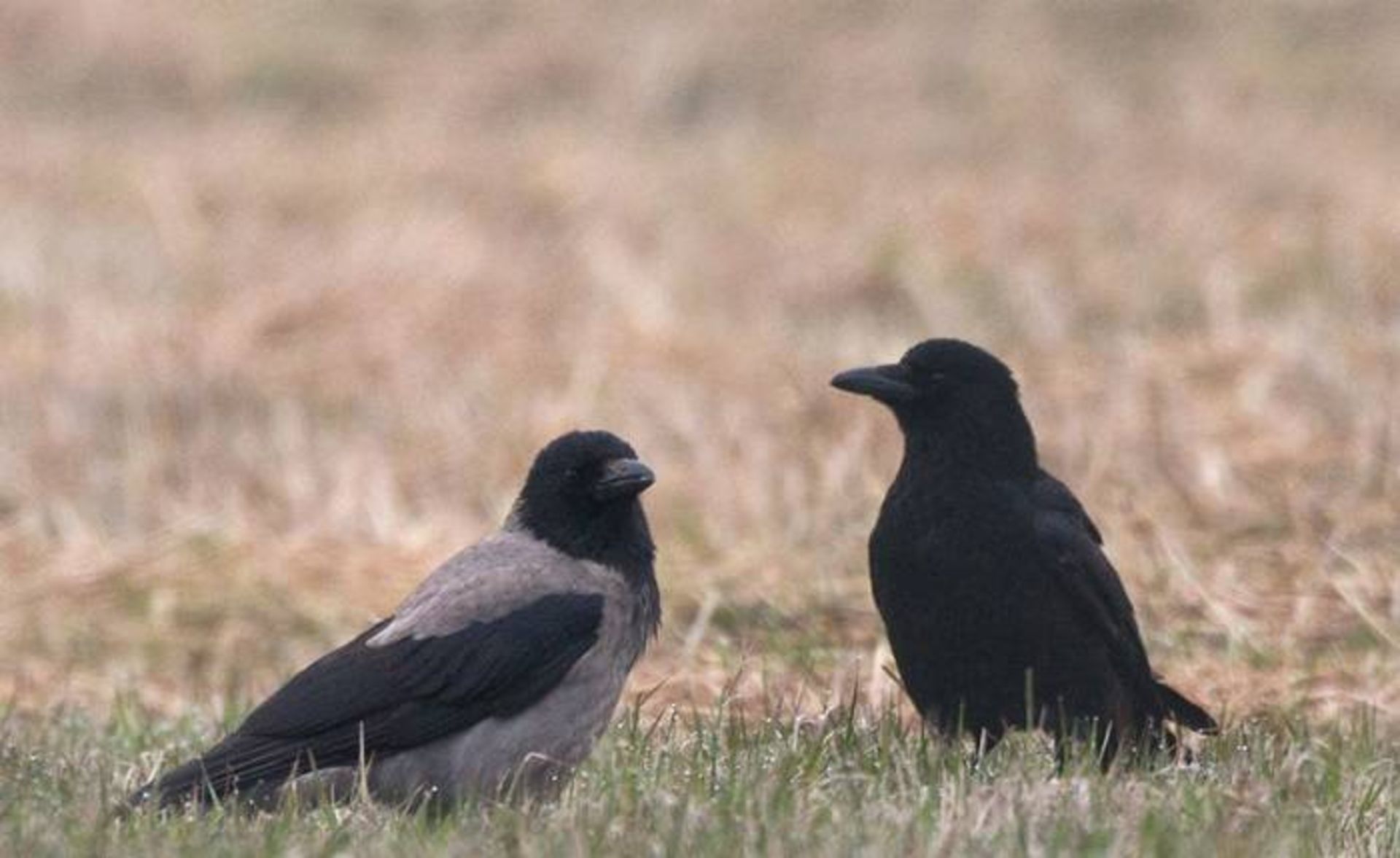 کلاغ لاشه و کلاغ ابلق / crow