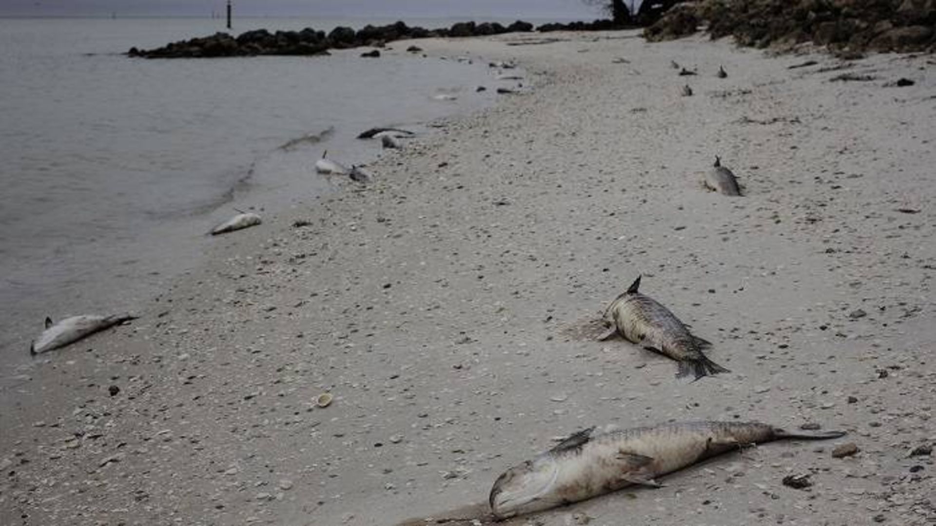 ماهی های مرده در فلوریدا براثر رشد جلبک ها در آب