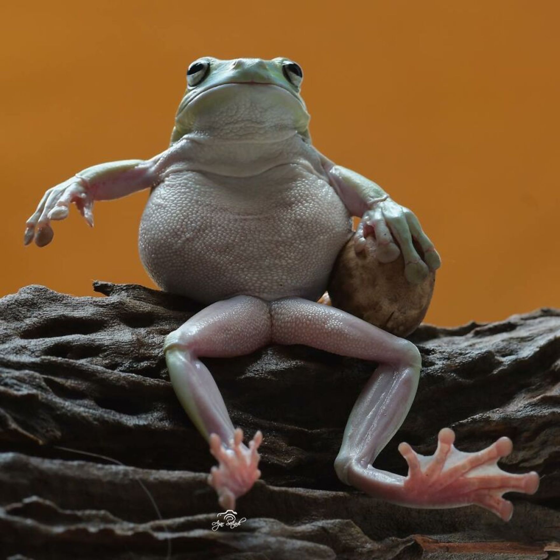 قورباغه‌ها / آجار ستیادی