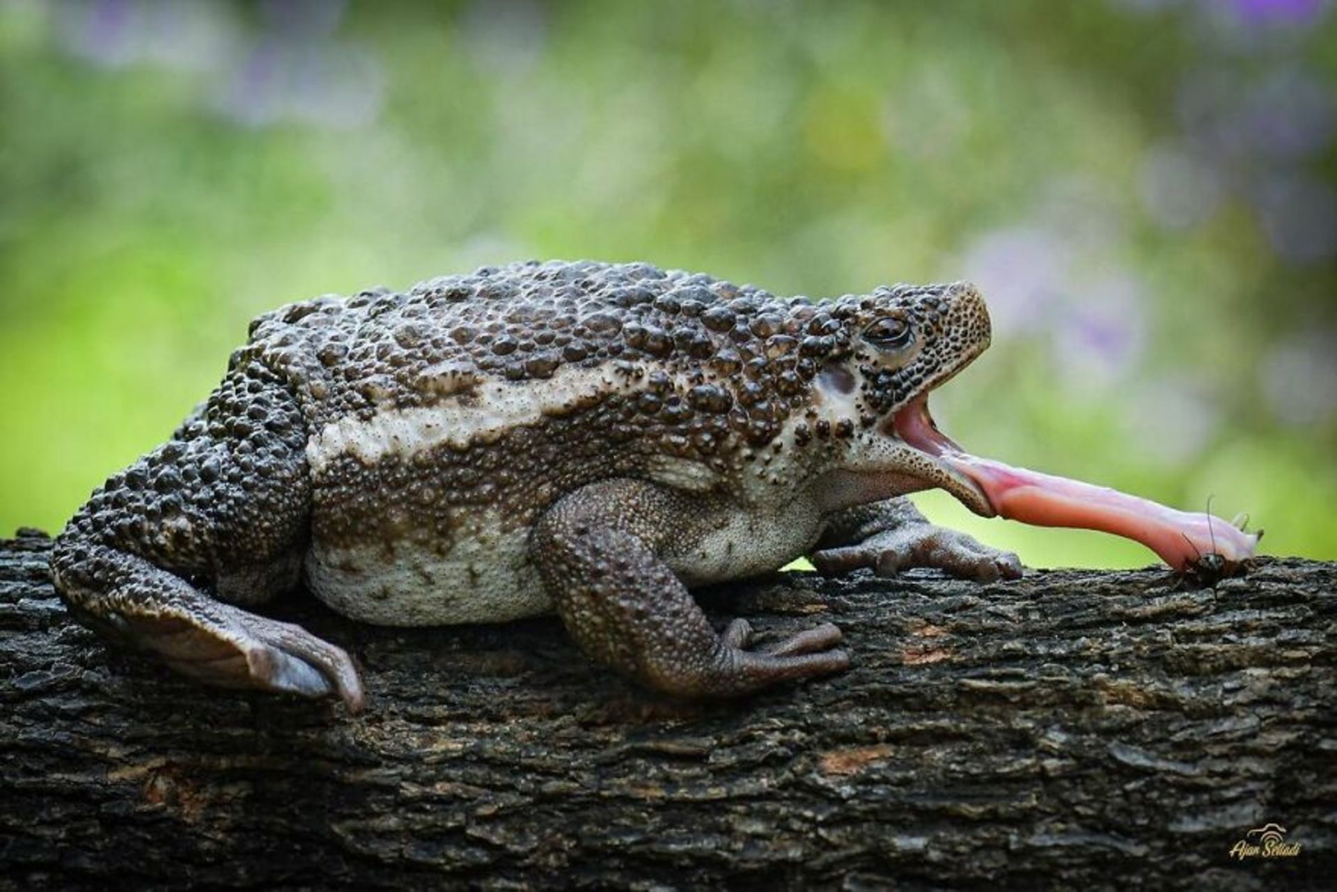 قورباغه‌ها / آجار ستیادی