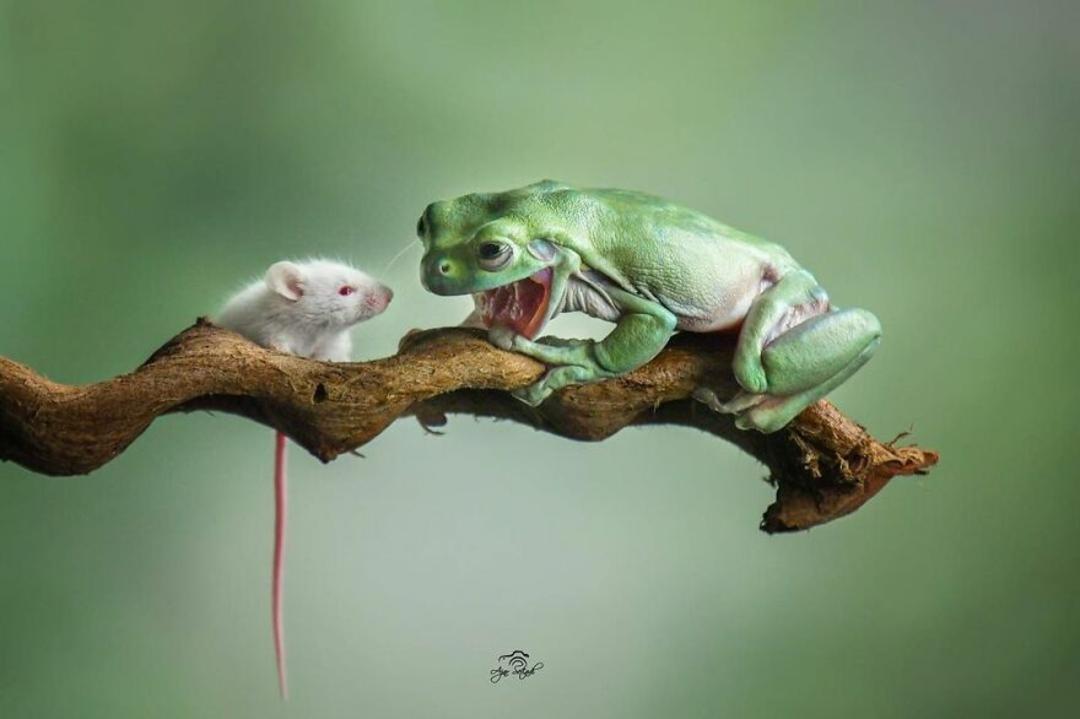 قورباغه‌ها / آجار ستیادی