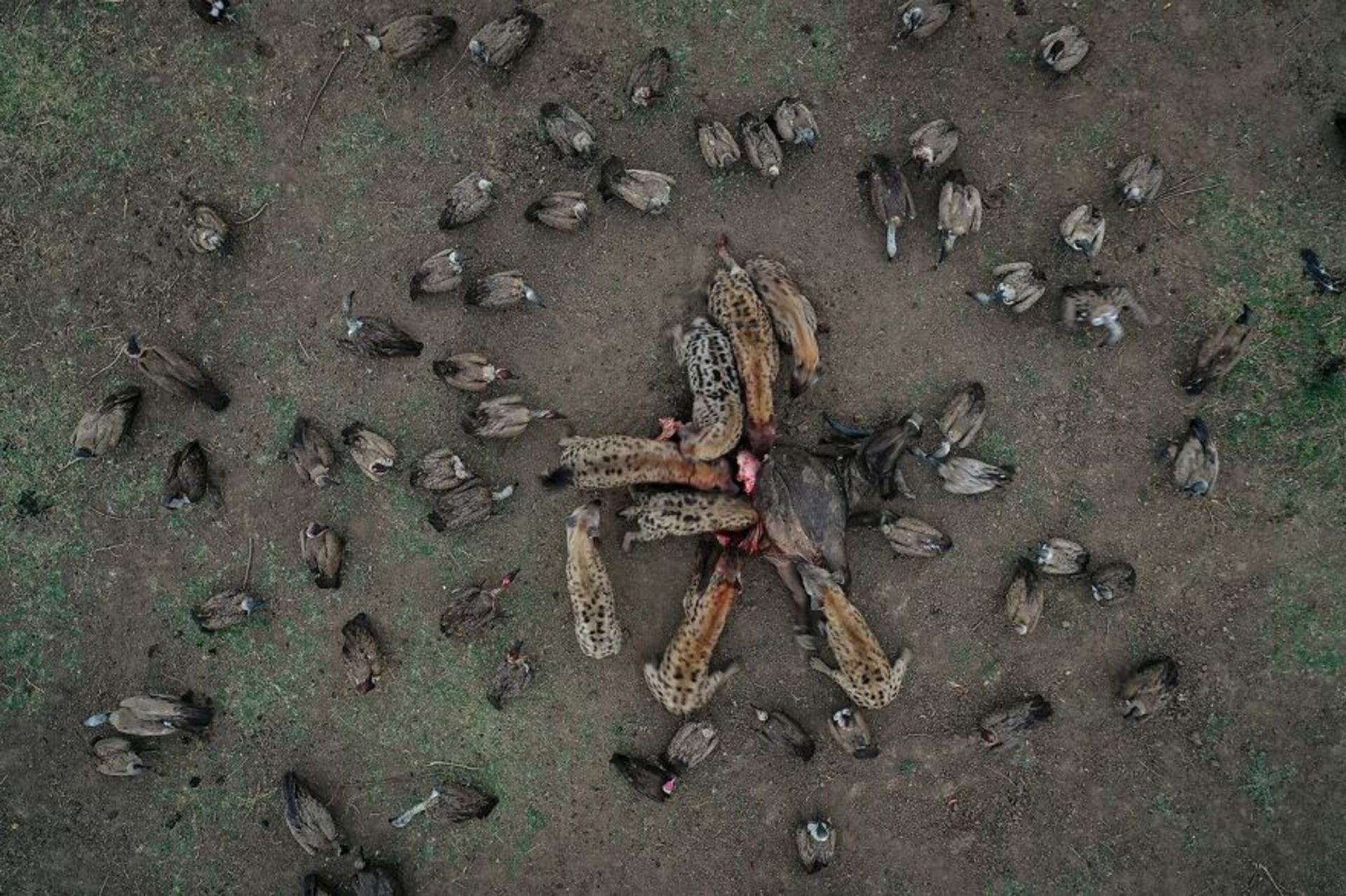 تصاویر قدرتمند از برندگان مسابقه عکاسی با پهپاد ۲۰۲۱