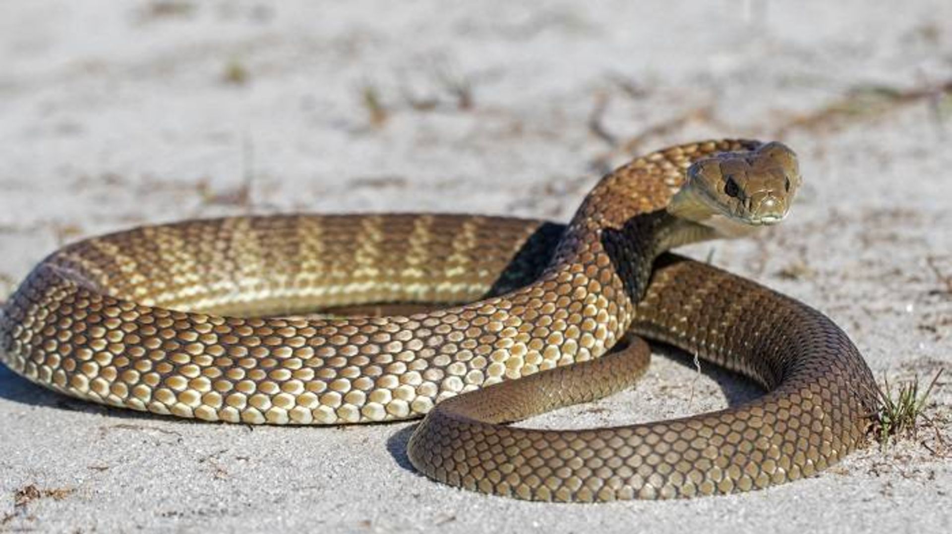 مار ببری شرقی / Eastern tiger snake