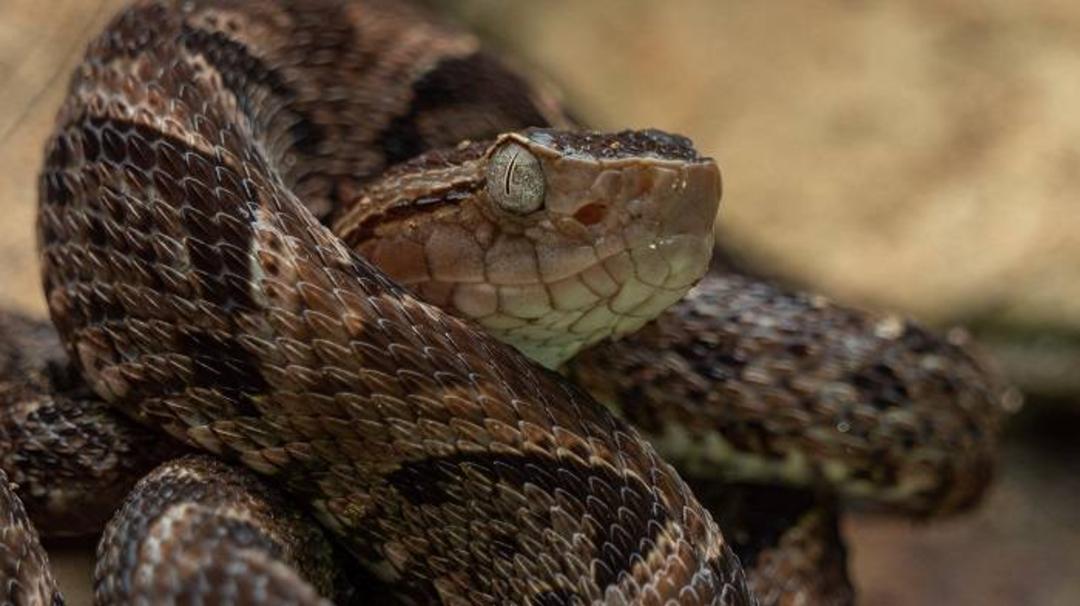 افعی چال‌ دار / pit viper 