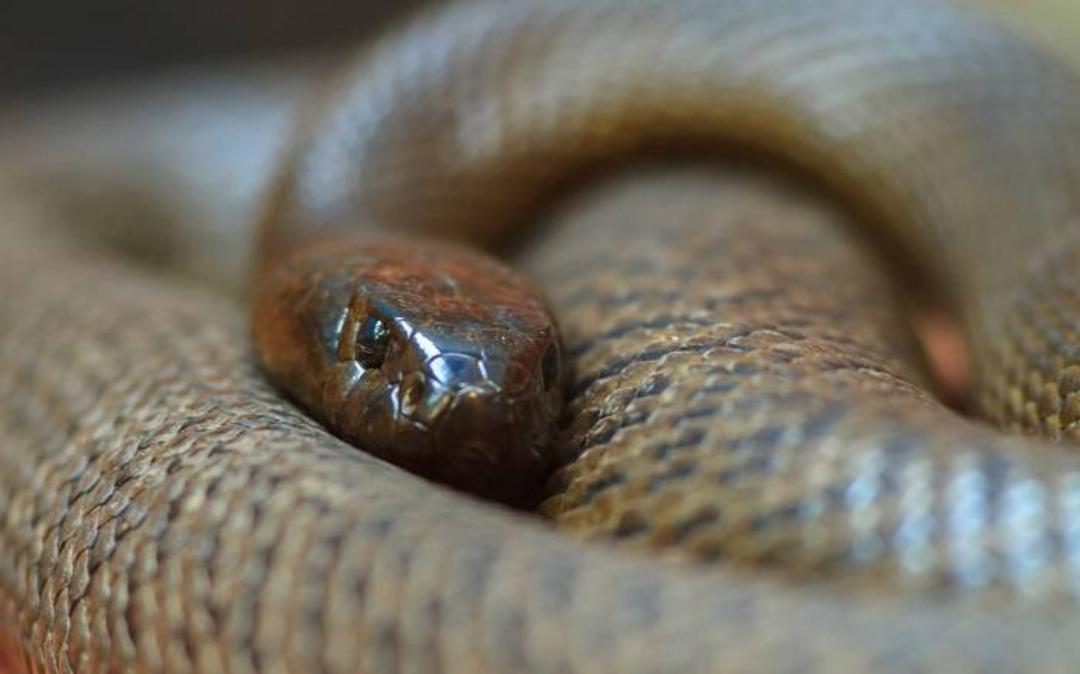 تایپان خشکی / Inland taipan