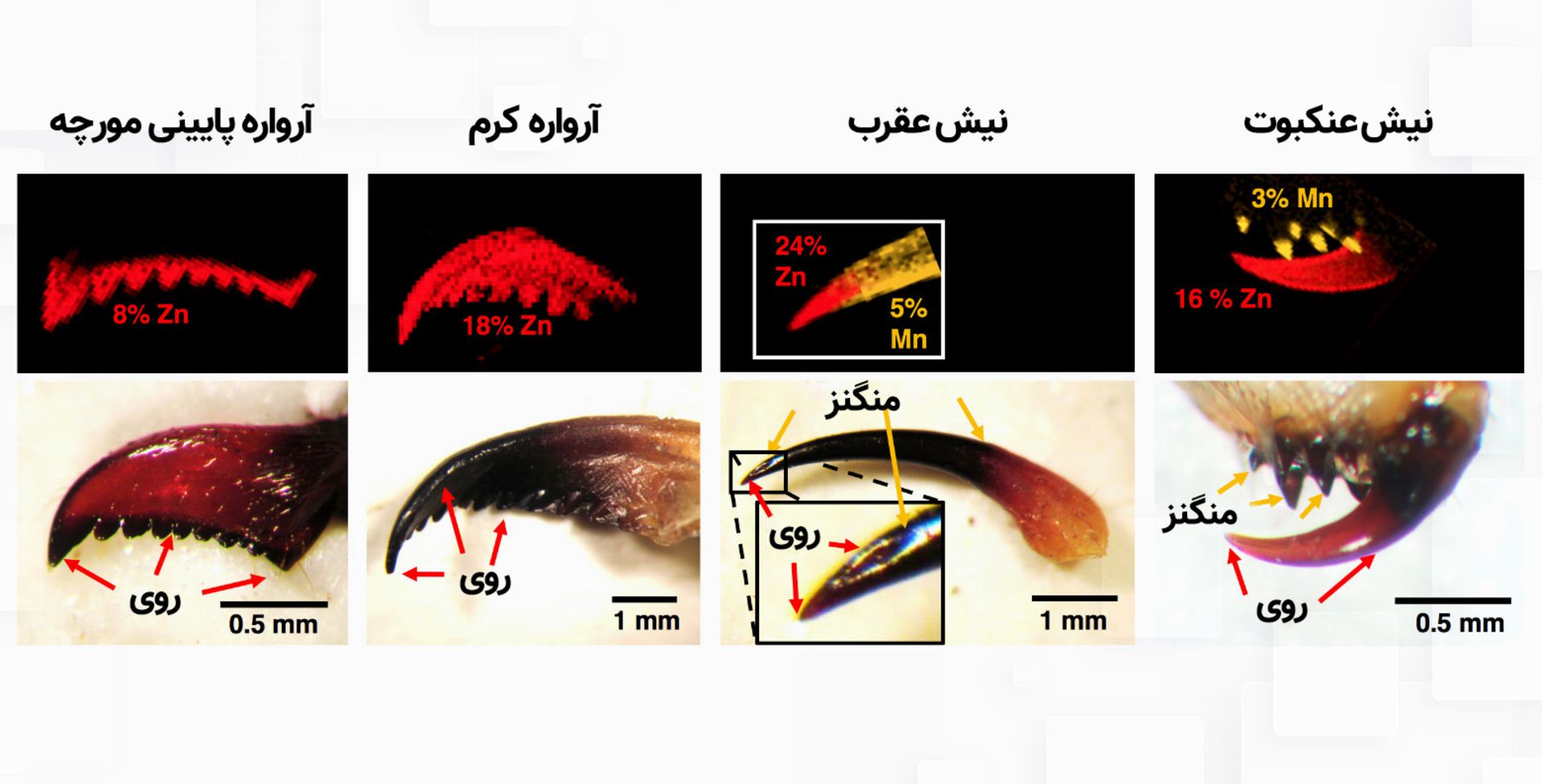 فلز روی و منگنز در آرواره های حشرات
