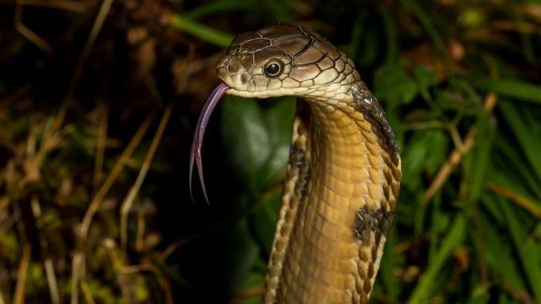 شاه کبرا / King cobra