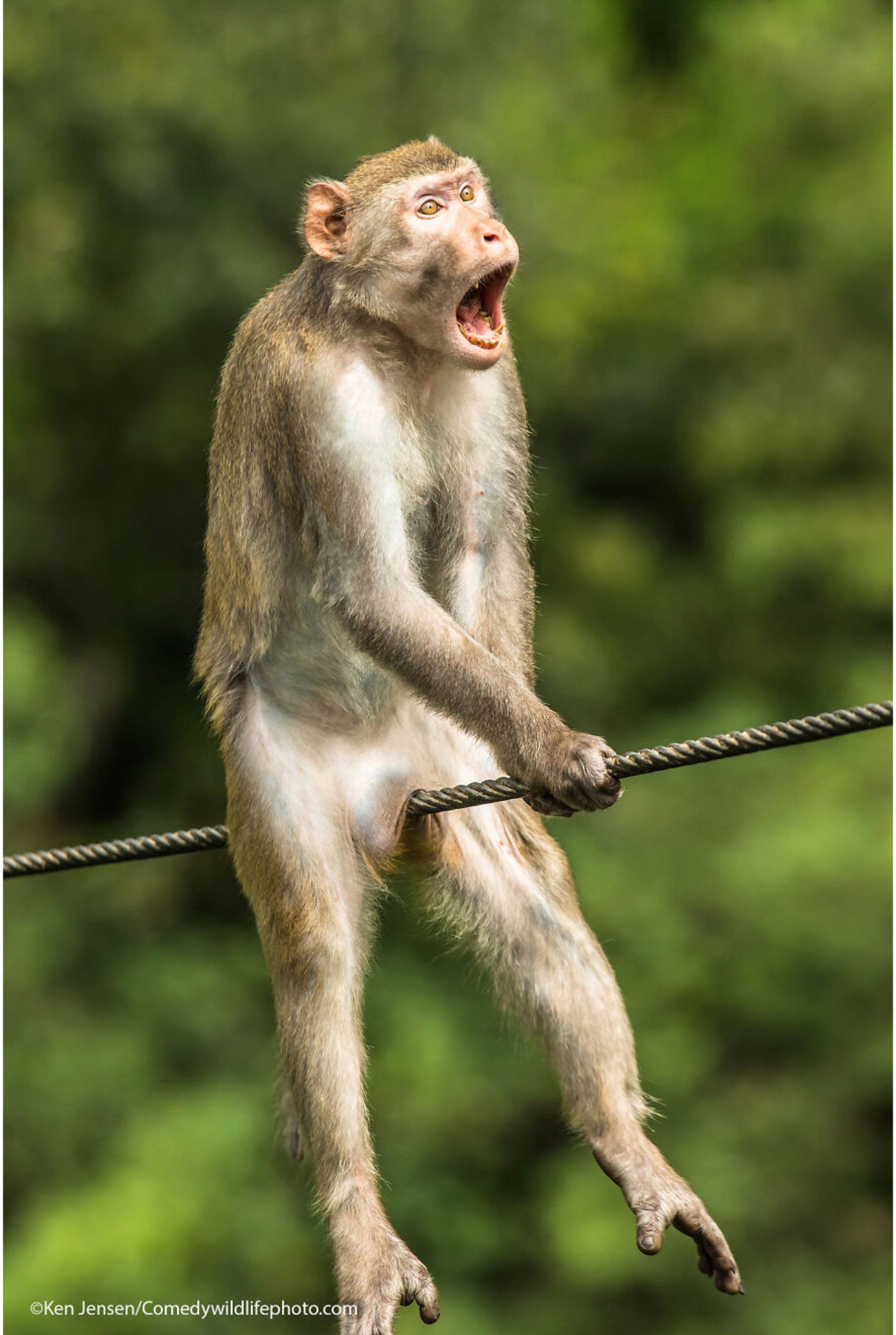 monkey میمون