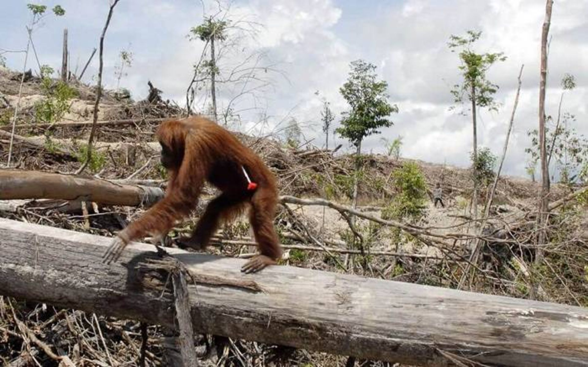 تخریب زیستگاه های اورانگوتان ها / orangutan