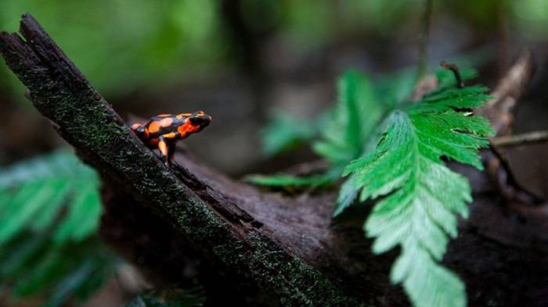 قورباغه سمی هارلکین /  harlequin poison dart frog