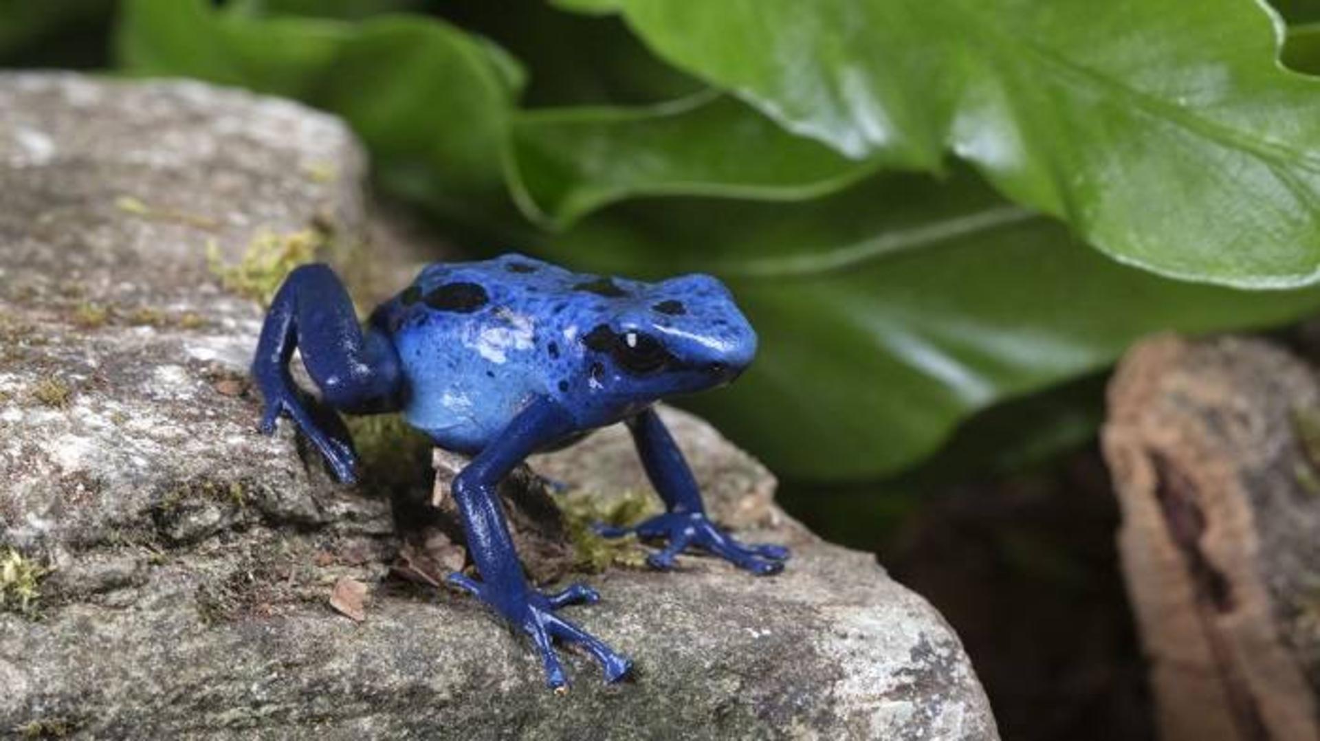 قورباغه‌ زهرآگین / poison dart frog