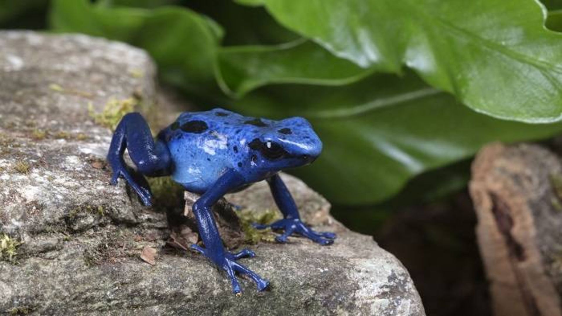 قورباغه‌ زهرآگین / poison dart frog